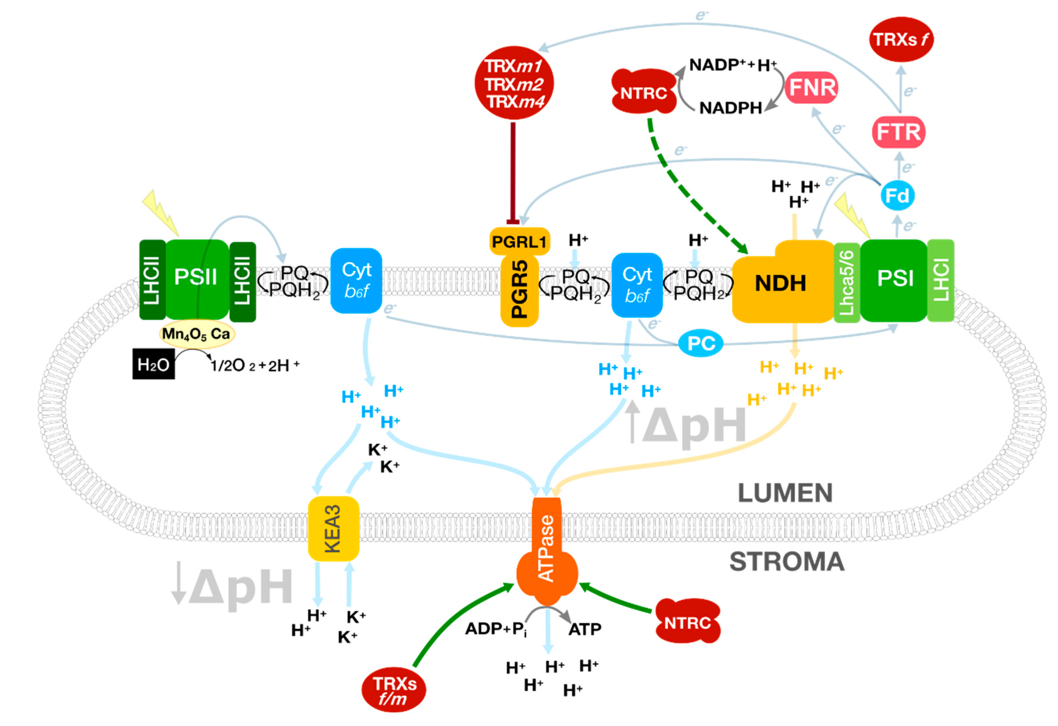 Antioxidants 10 01789 g001