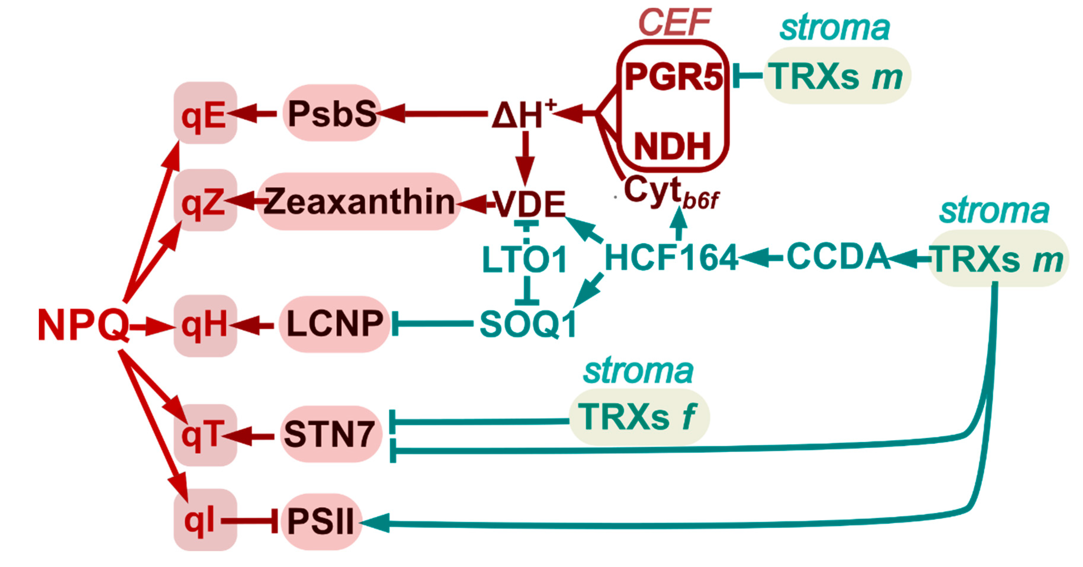 Antioxidants 10 01789 g002