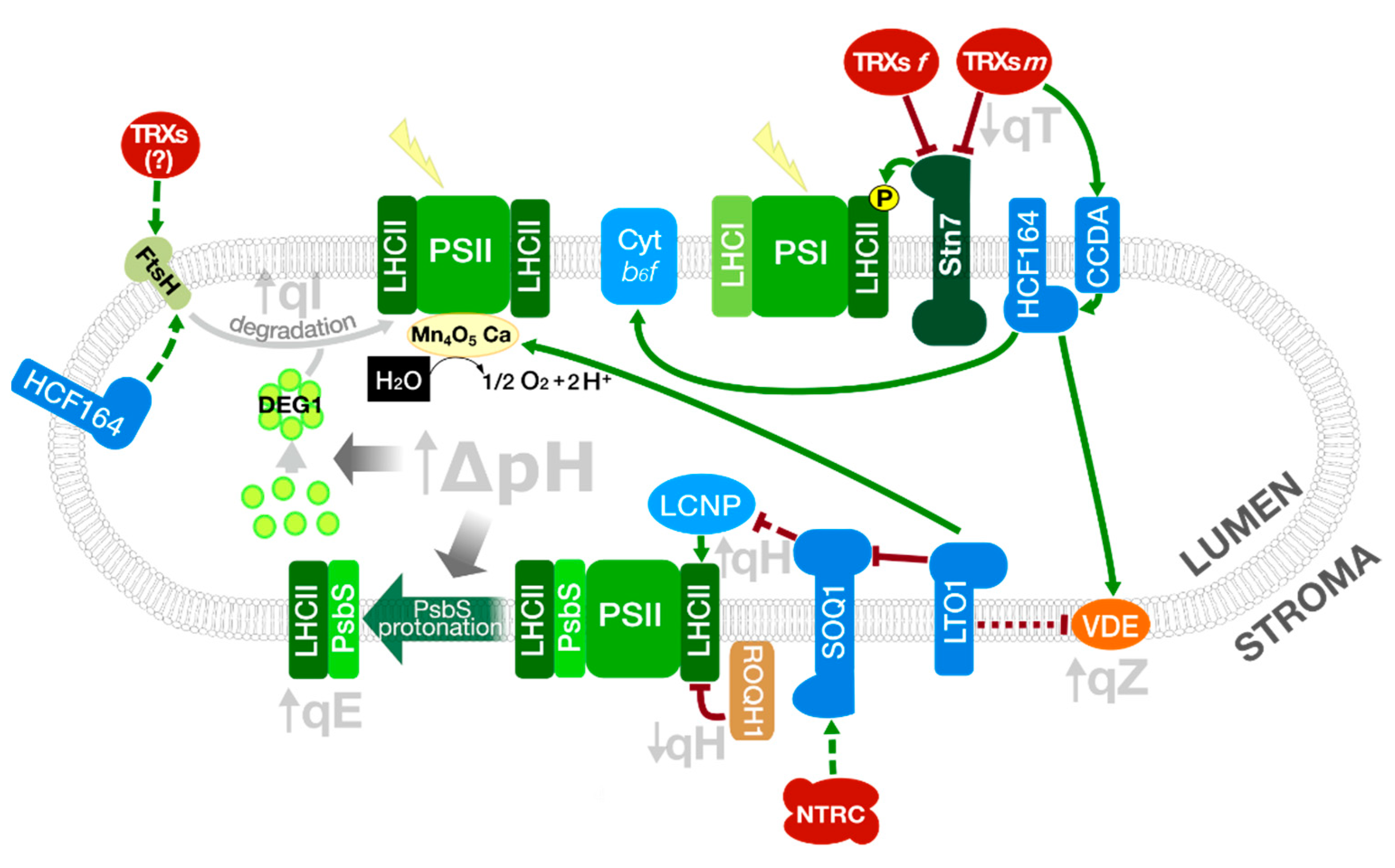 Antioxidants 10 01789 g003