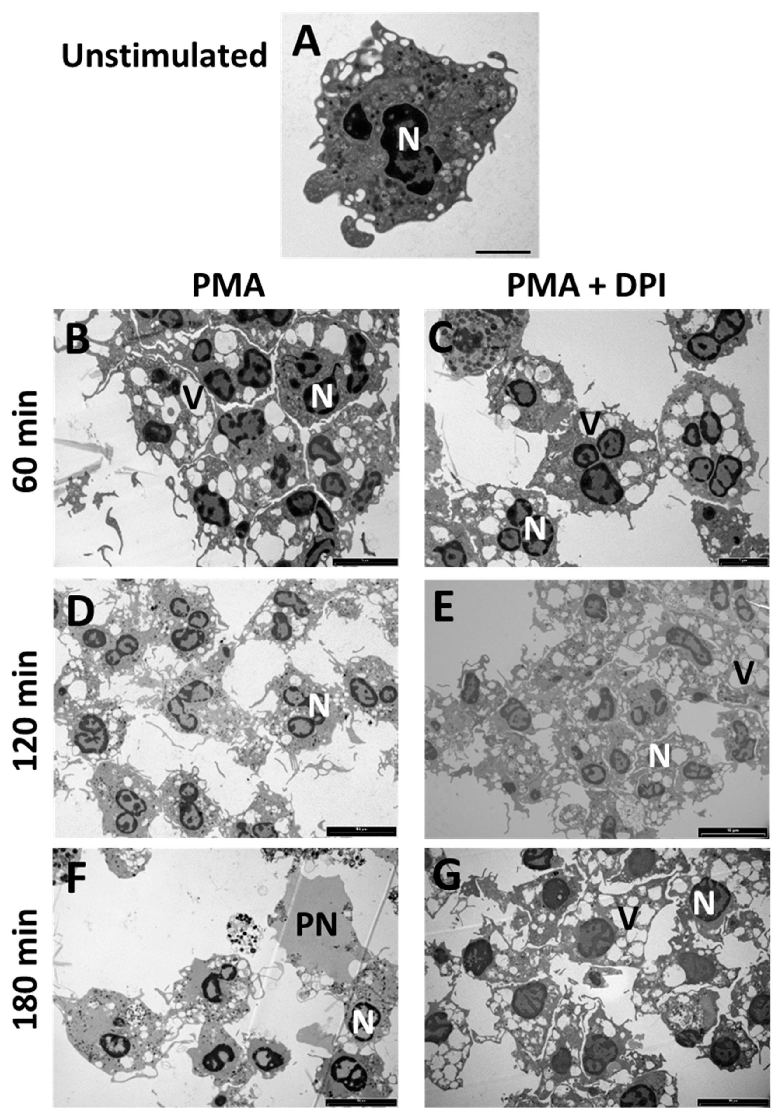 Antioxidants 10 01791 g002