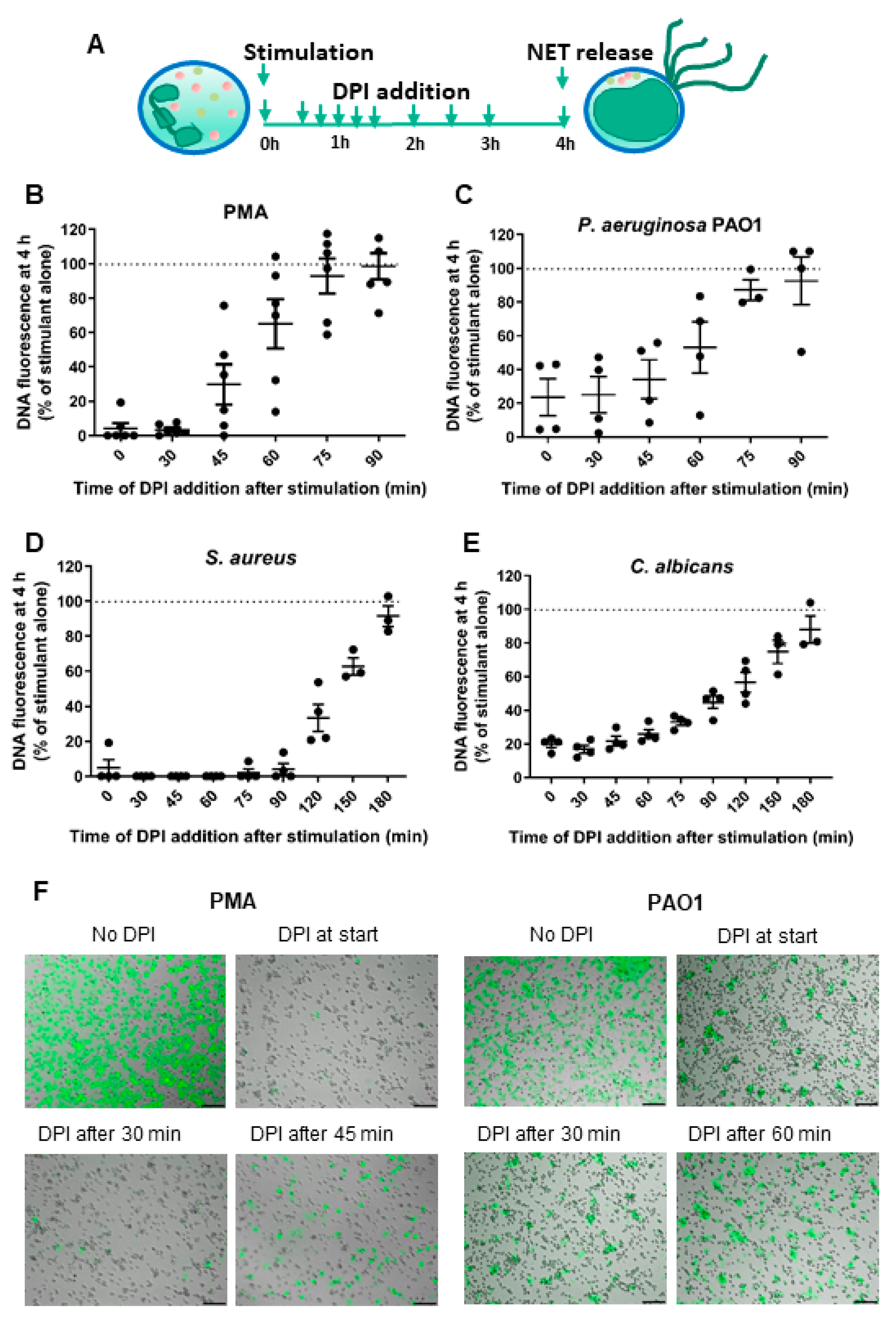 Antioxidants 10 01791 g003