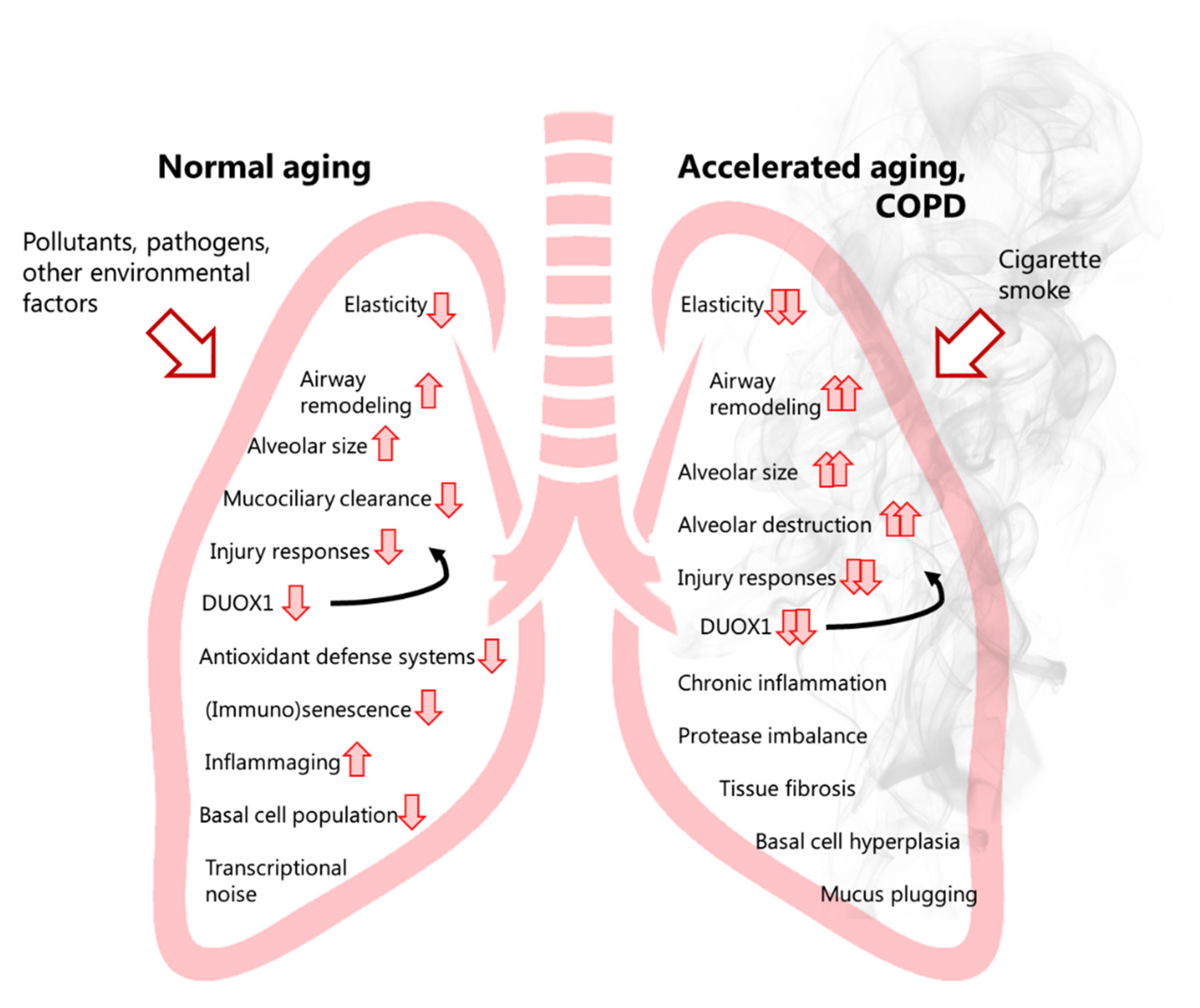 Antioxidants 10 01799 g001