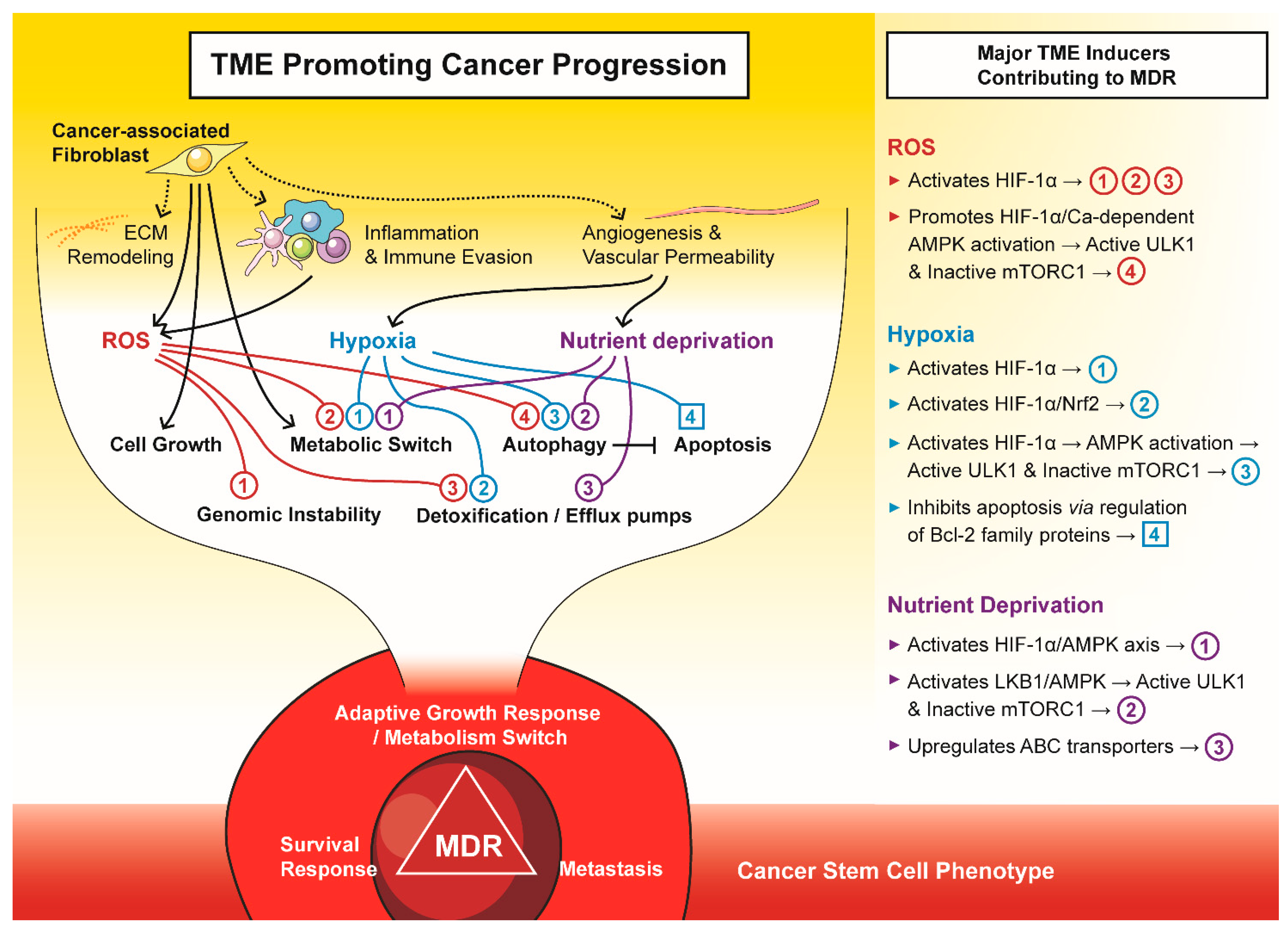 Antioxidants 10 01801 g002 Antioxidants 10 01801 g002