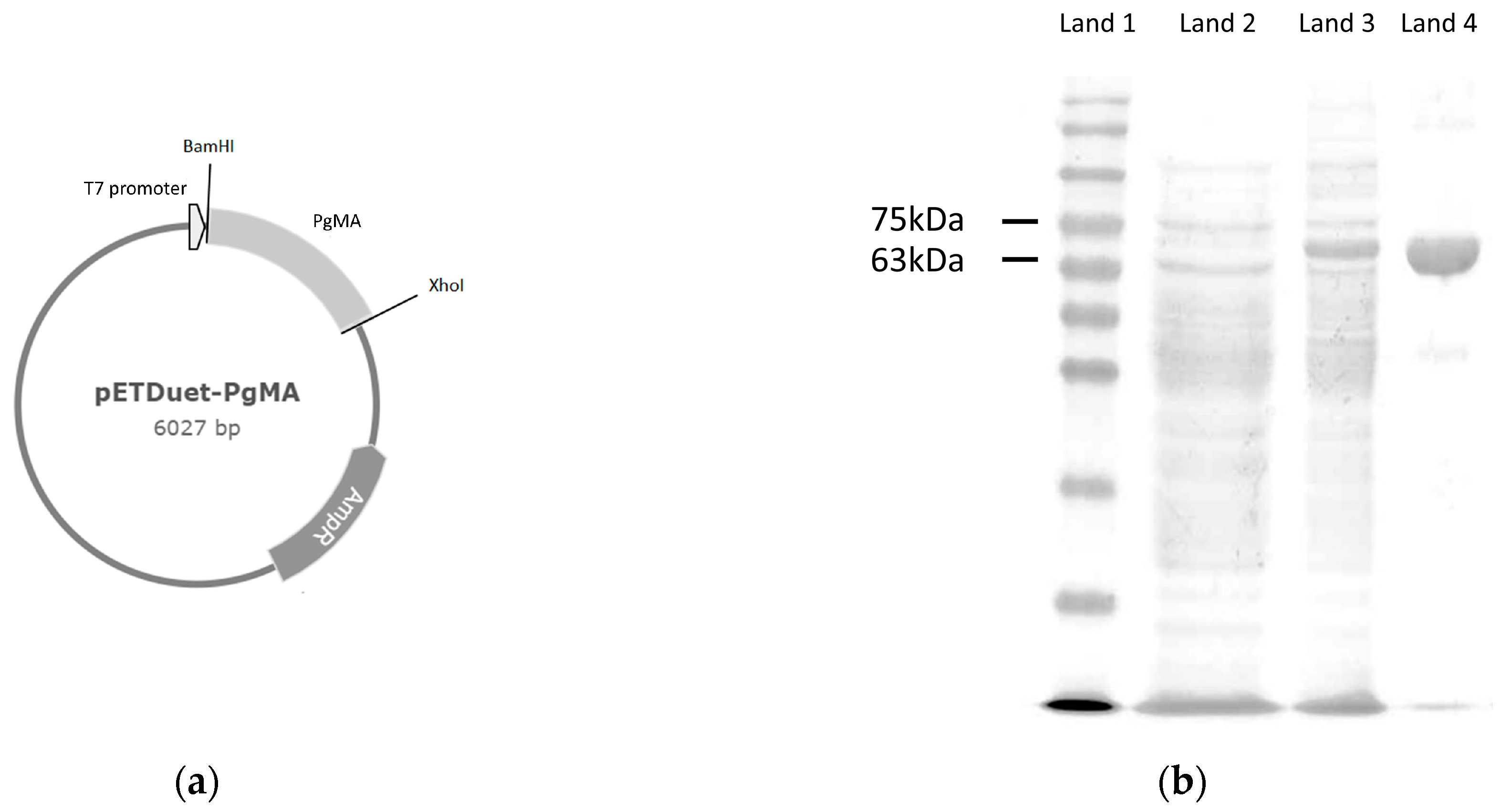 Antioxidants 10 01817 g002