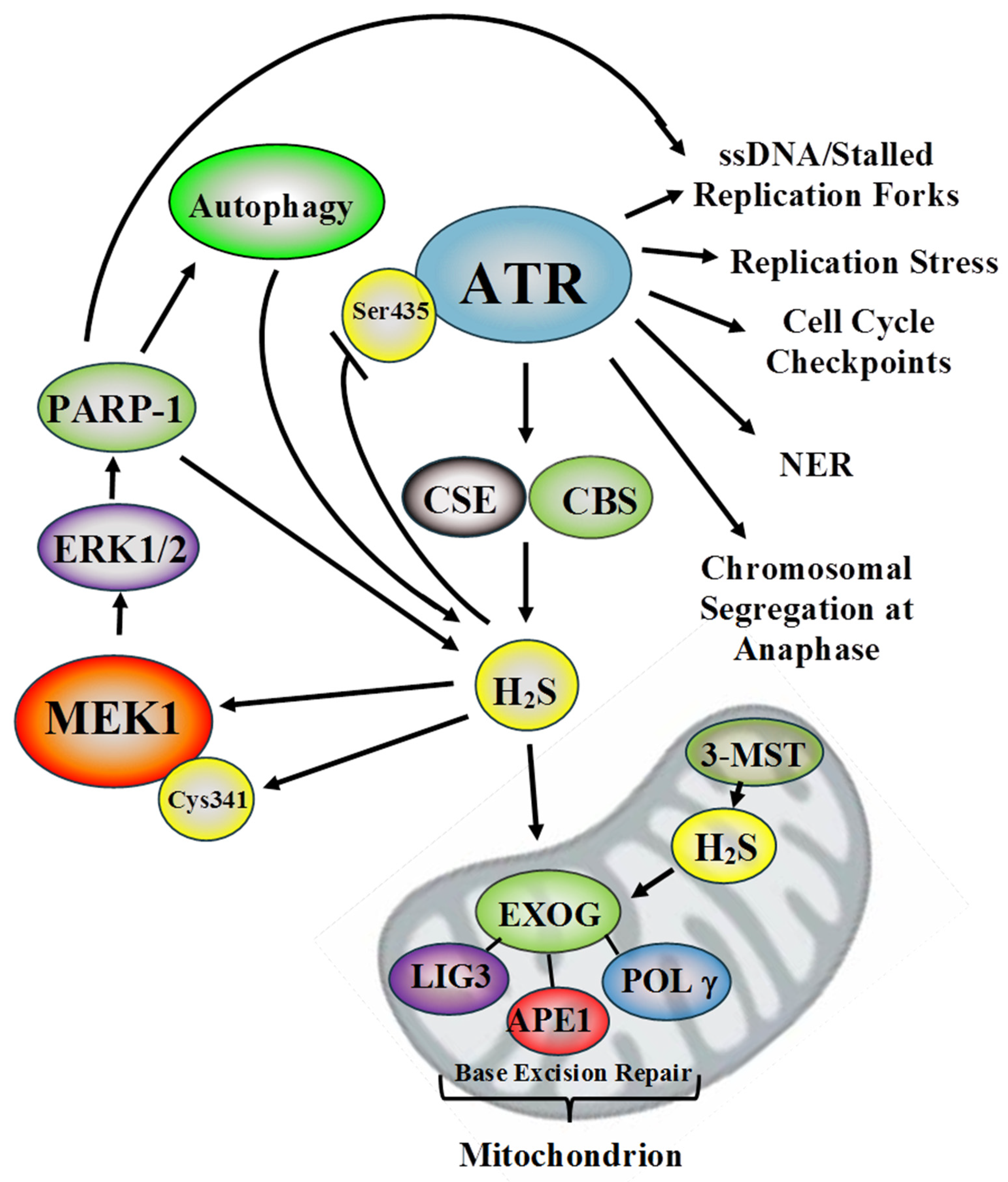 Antioxidants 10 01820 g001
