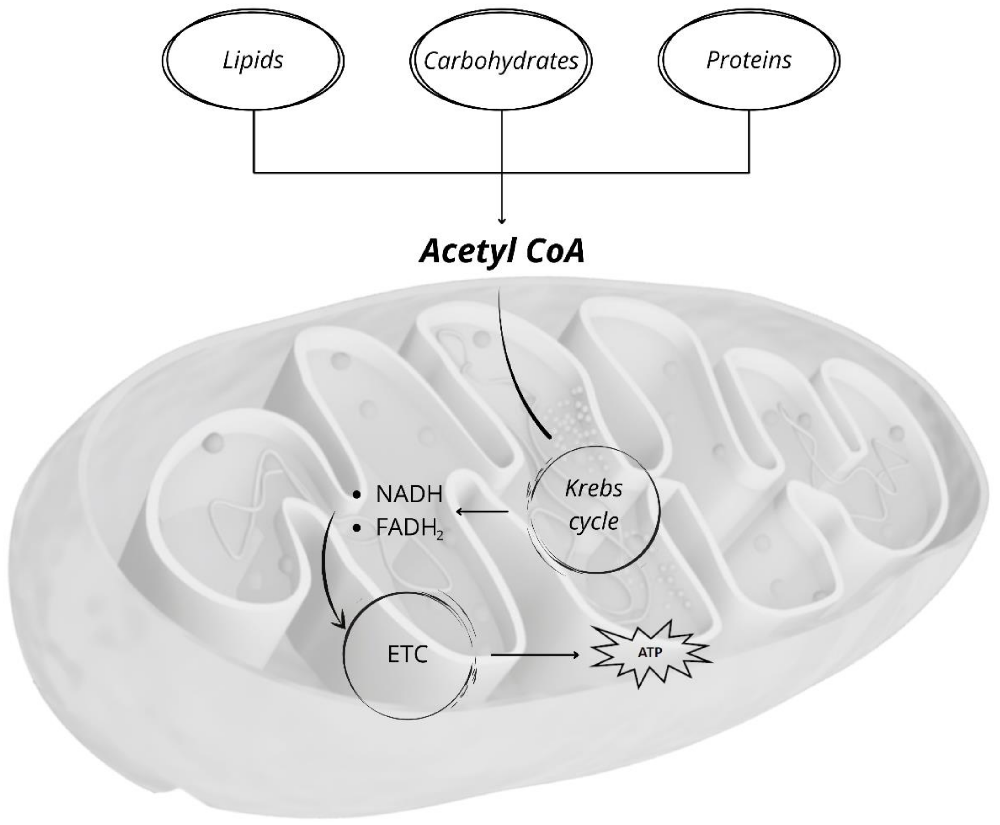 Antioxidants 10 01824 g001
