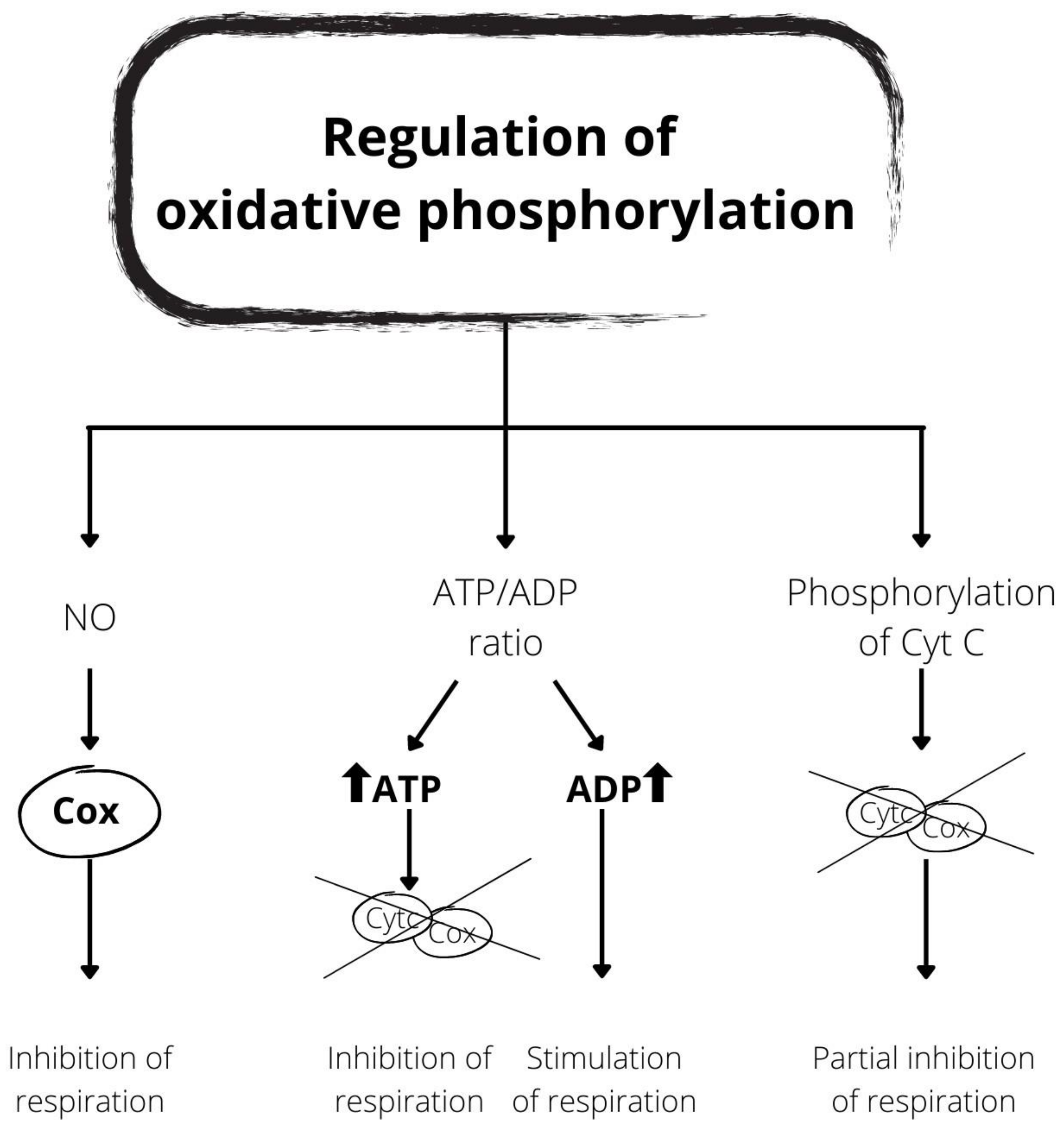 Antioxidants 10 01824 g002
