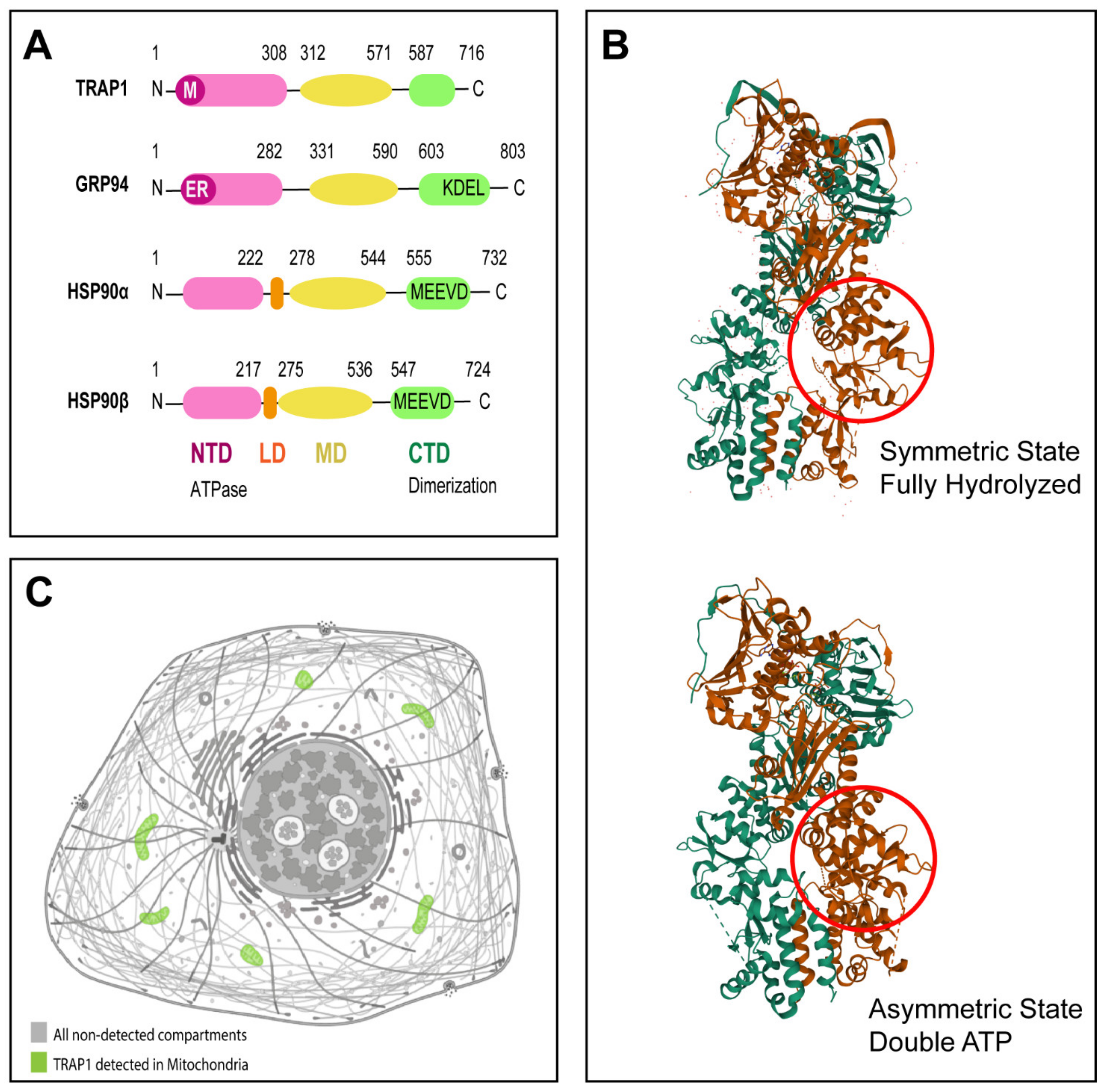 Antioxidants 10 01829 g001