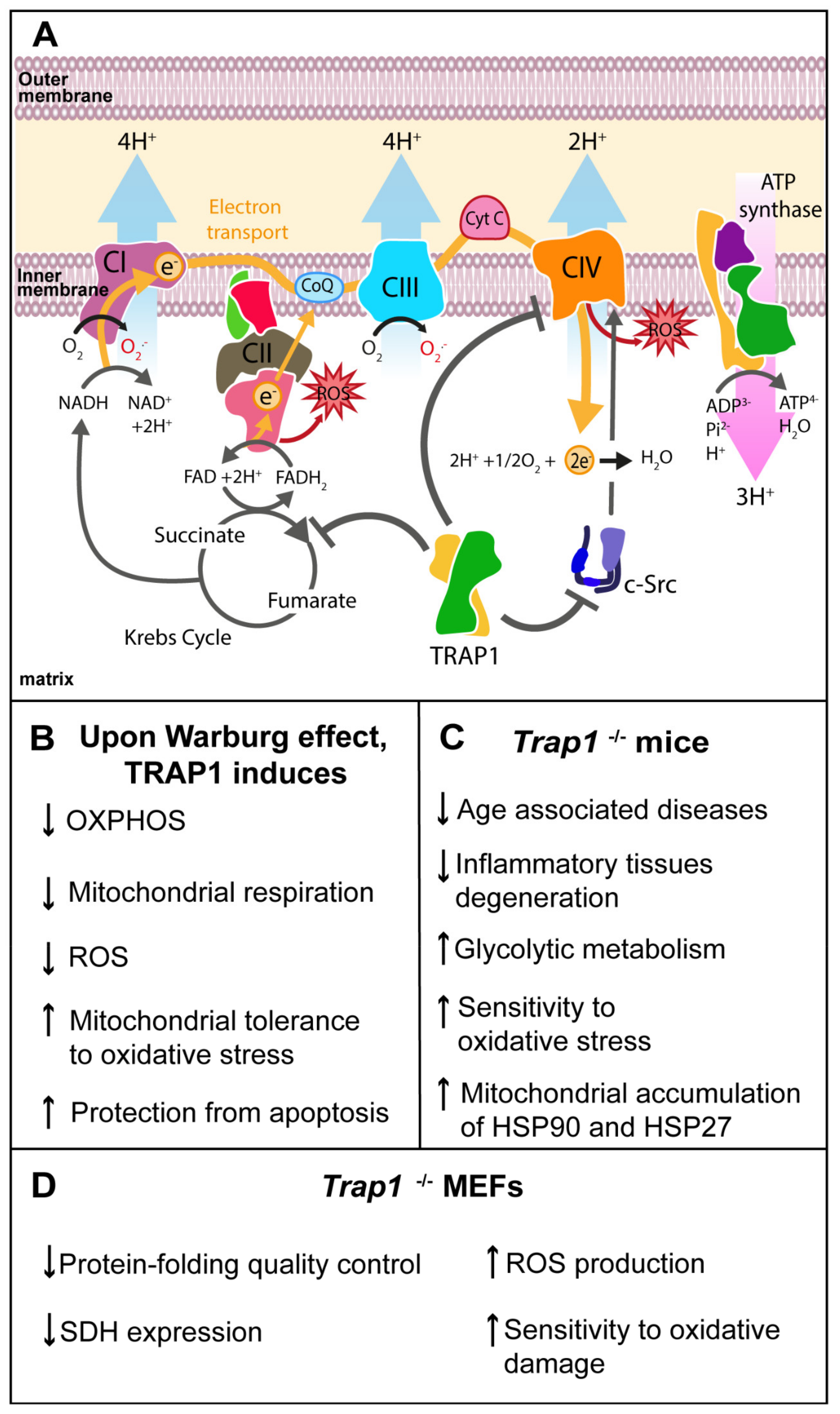 Antioxidants 10 01829 g002