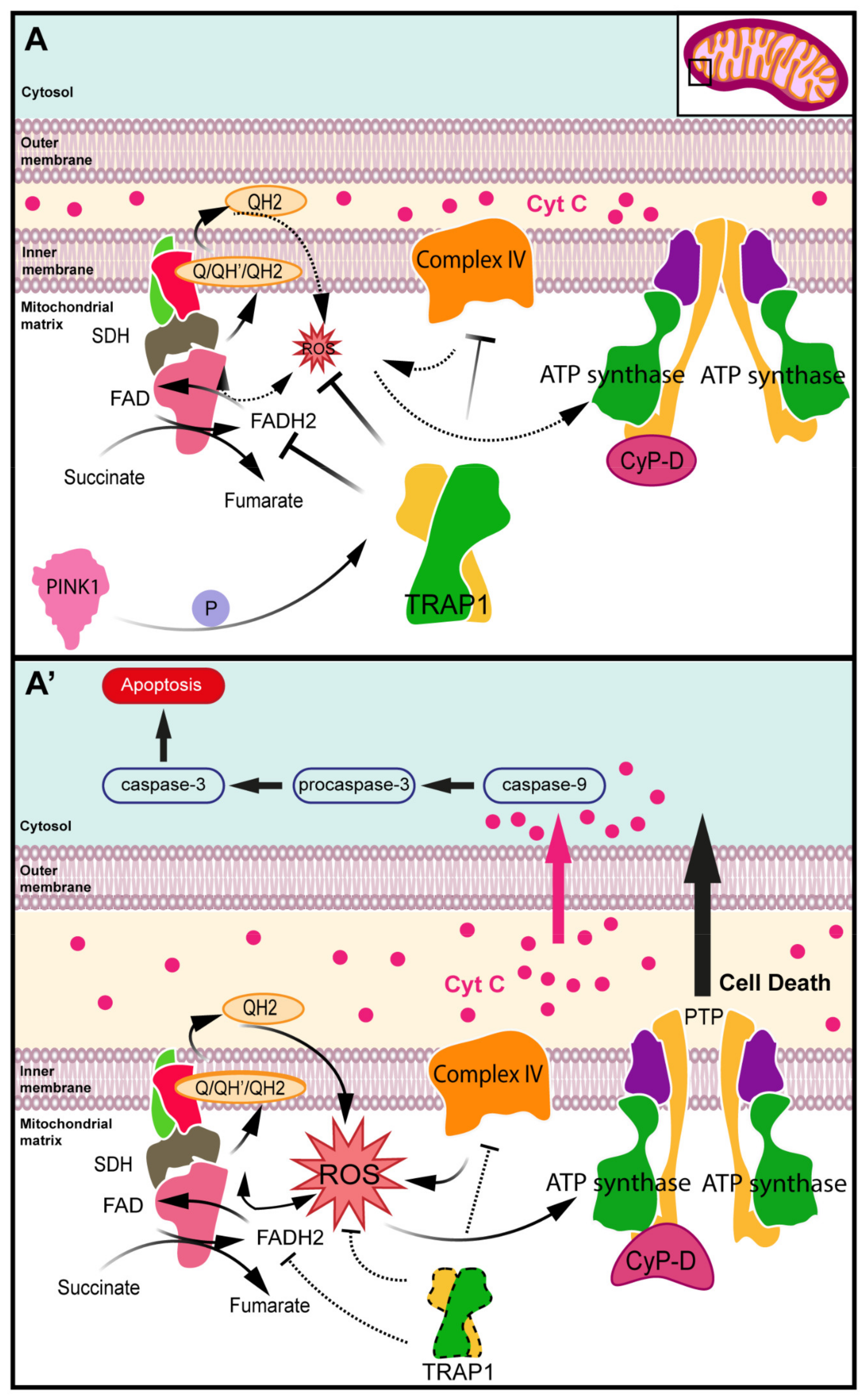 Antioxidants 10 01829 g003