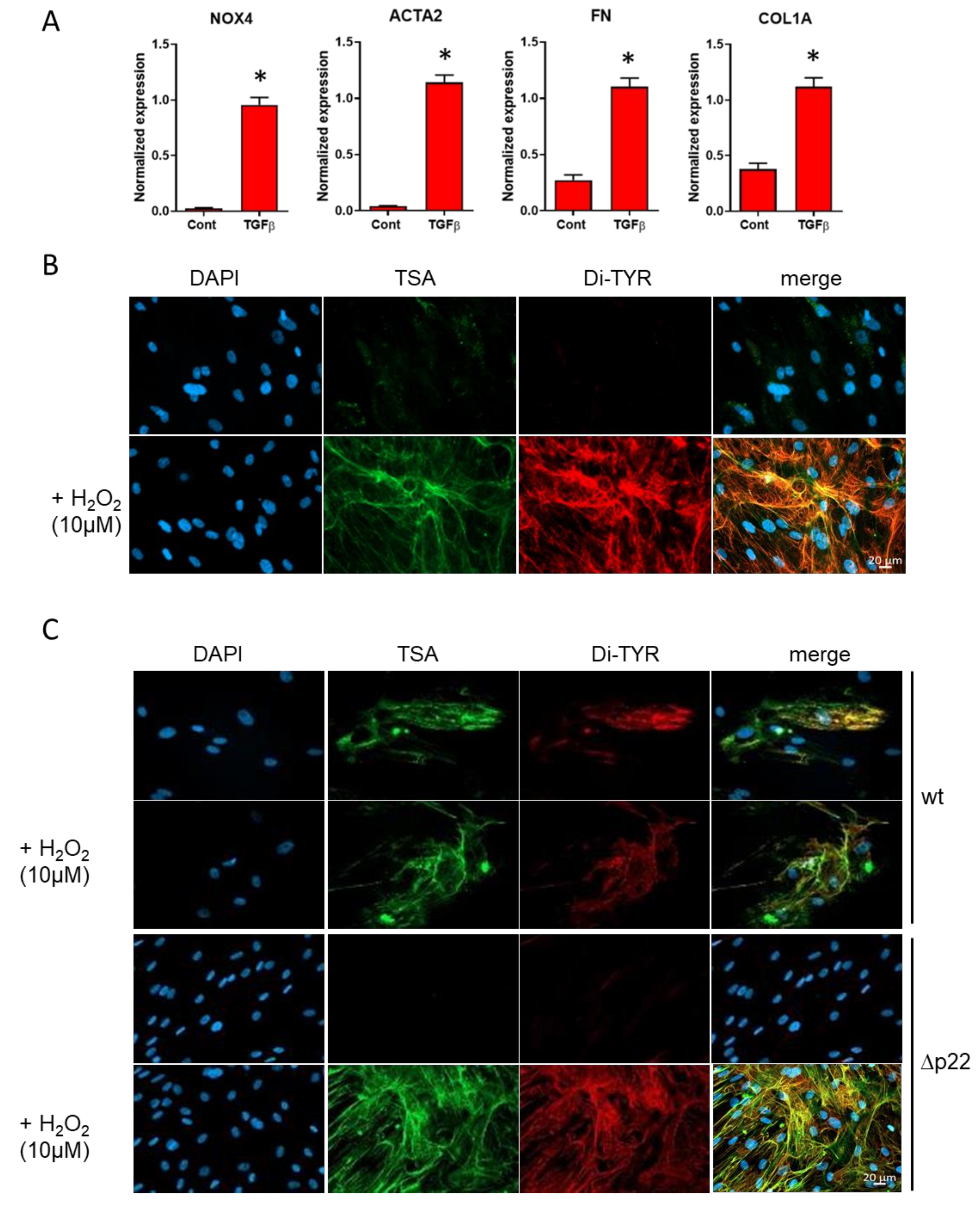 Antioxidants 10 01833 g001
