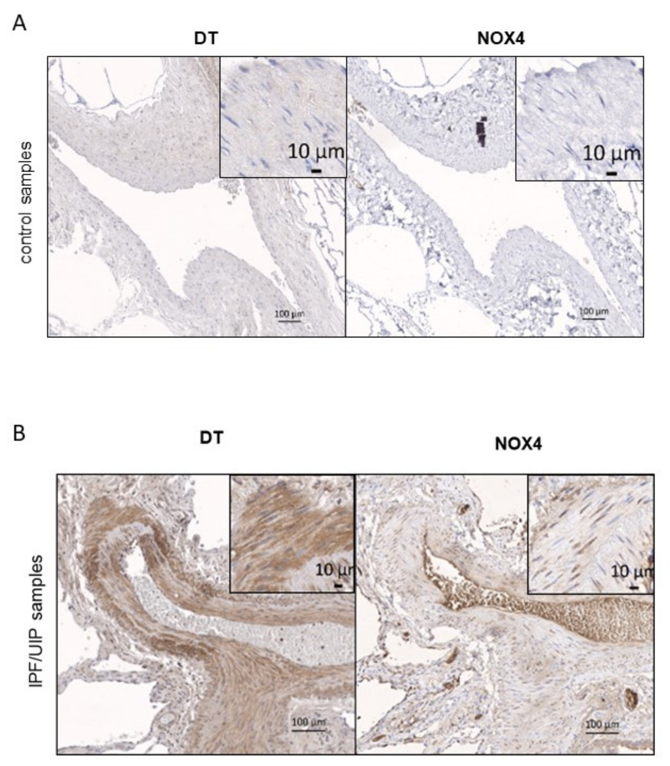 Antioxidants 10 01833 g003