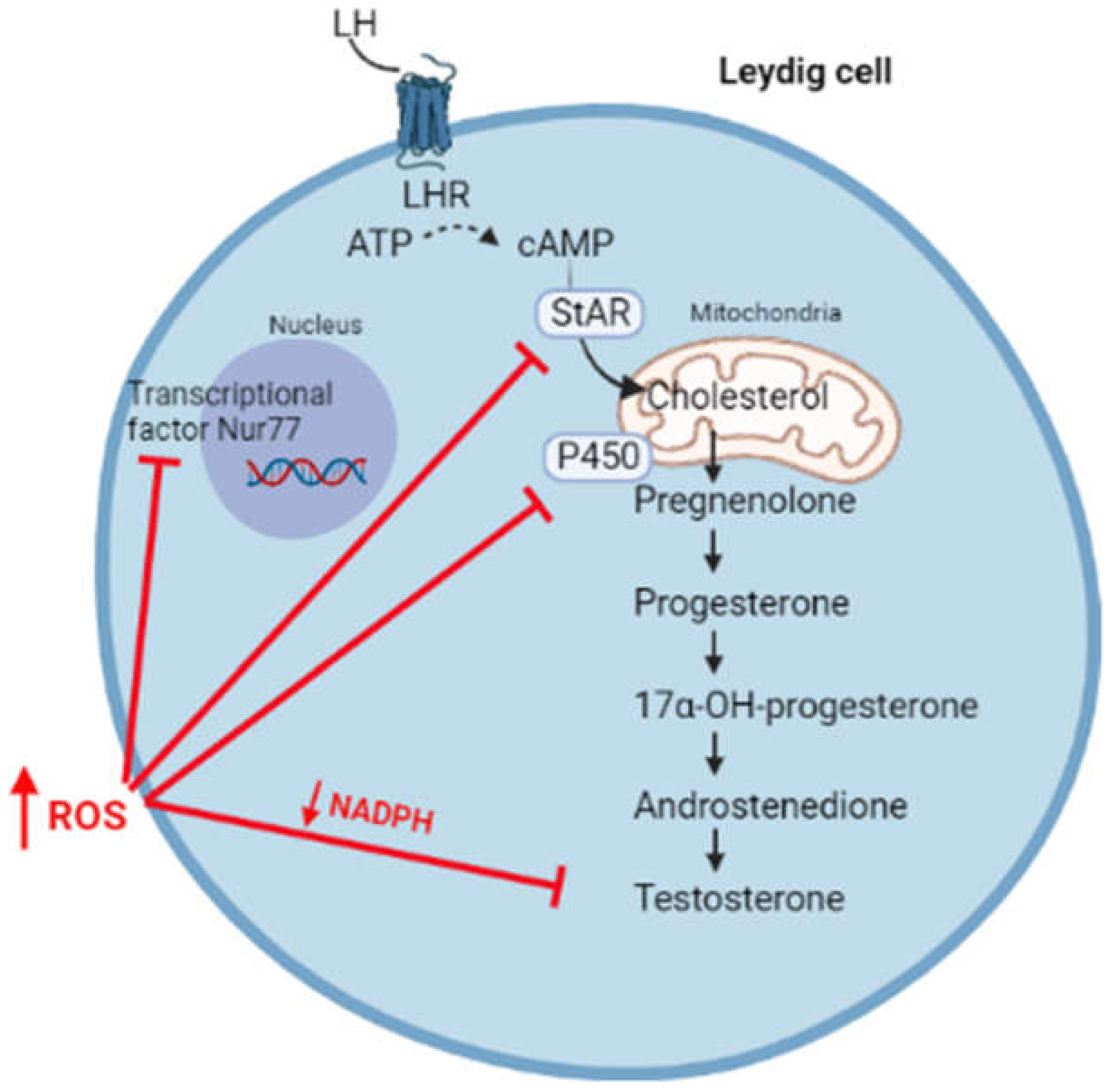 Antioxidants 10 01834 g003