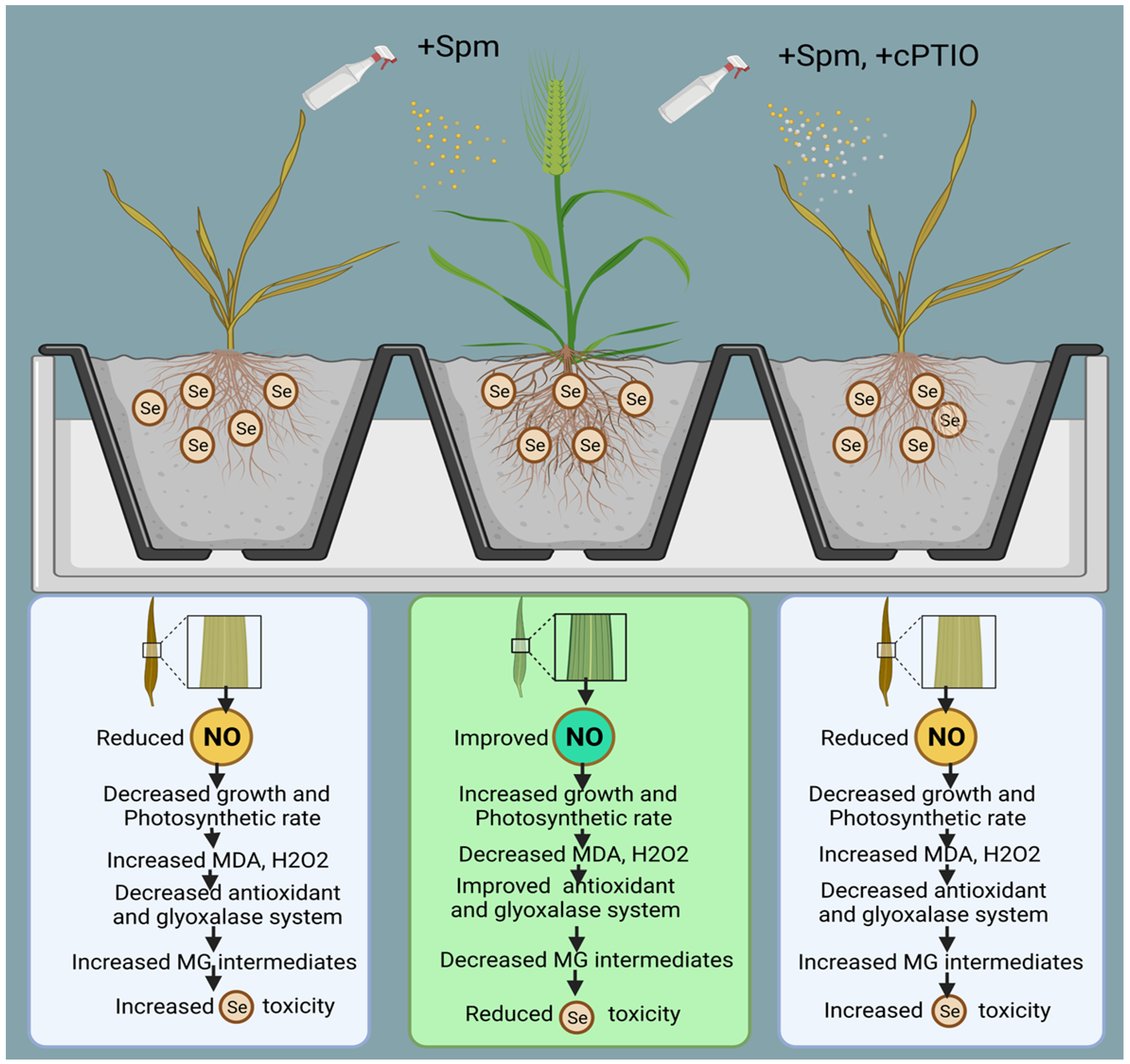 Antioxidants 10 01835 g010