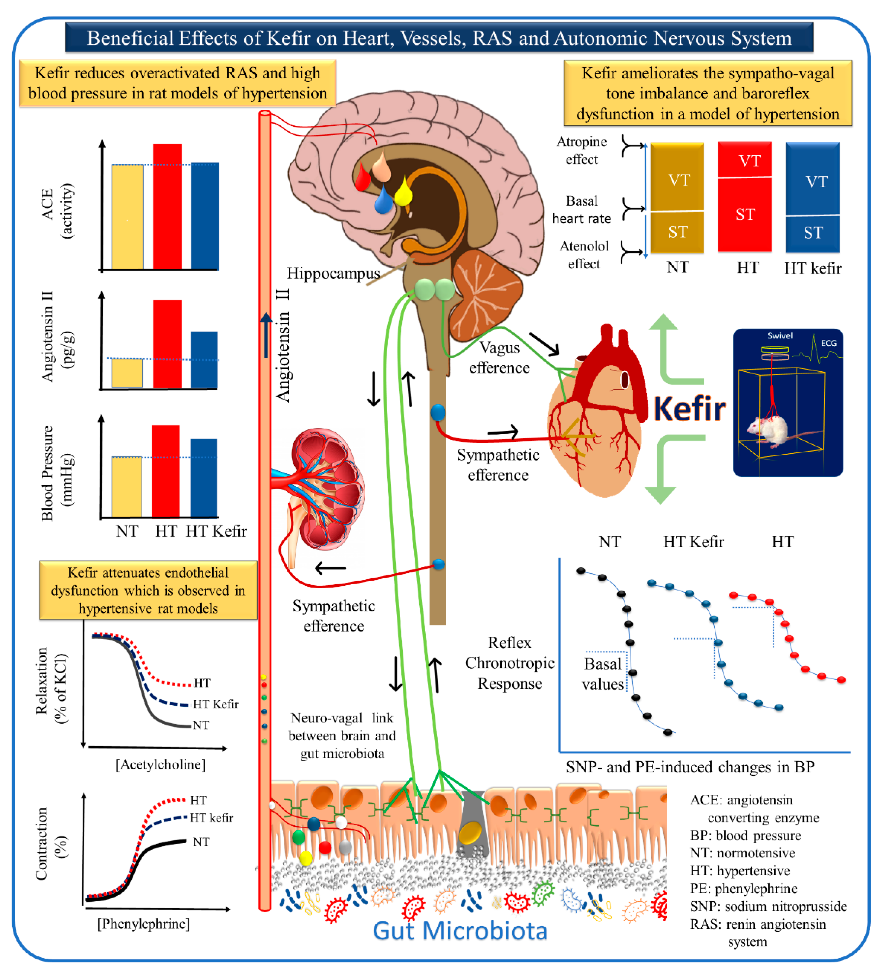 Antioxidants 10 01845 g003