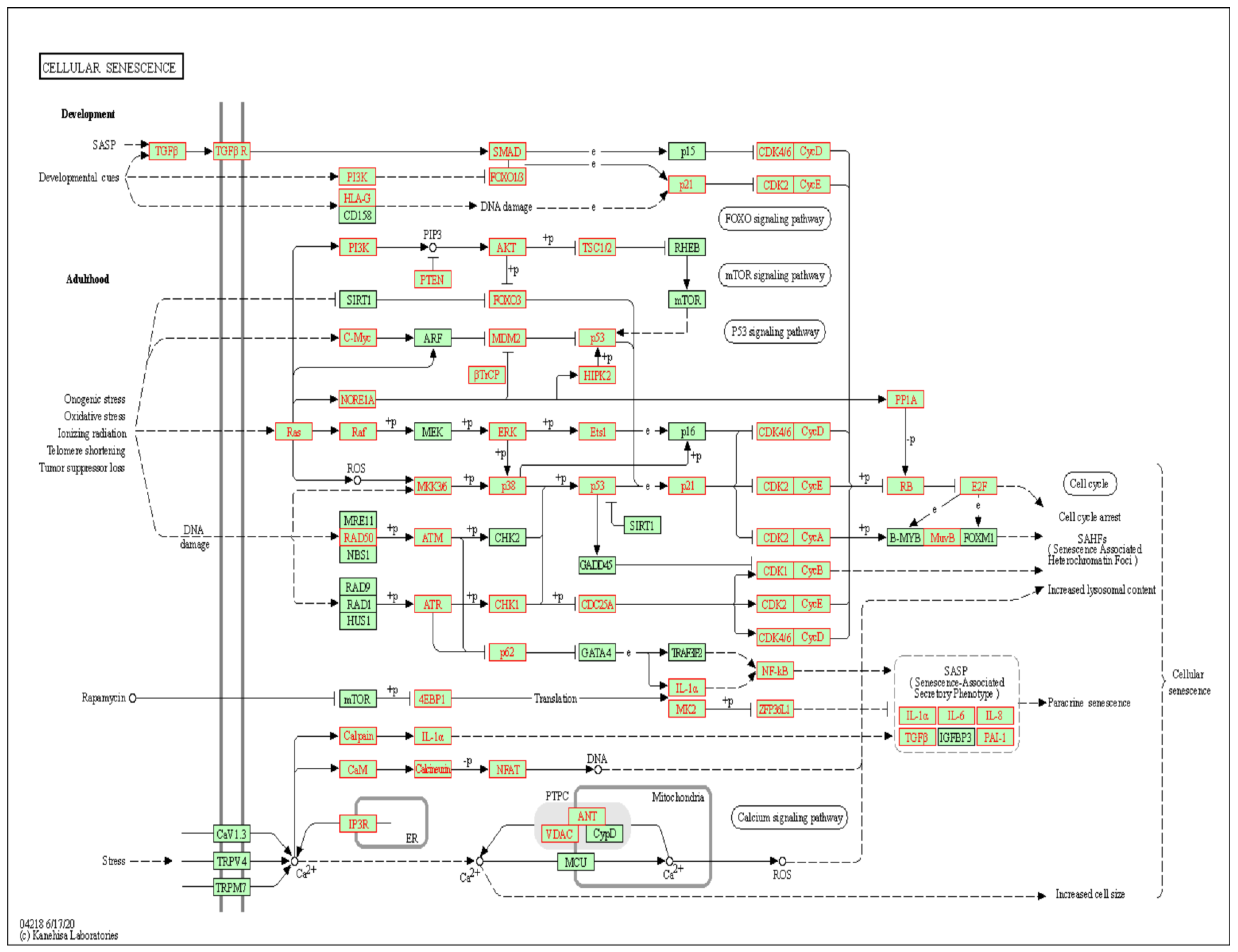 Antioxidants 10 01854 g004