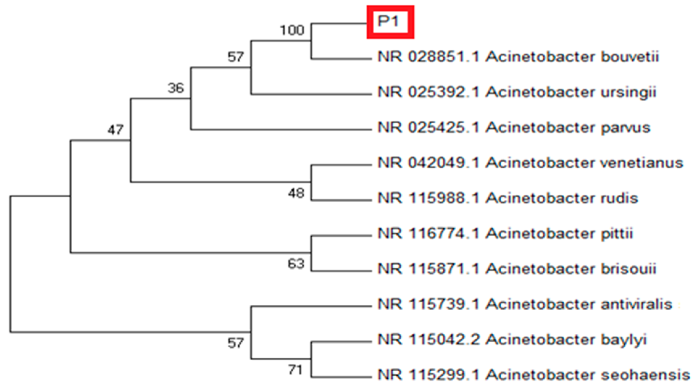 Antioxidants 10 01868 g001