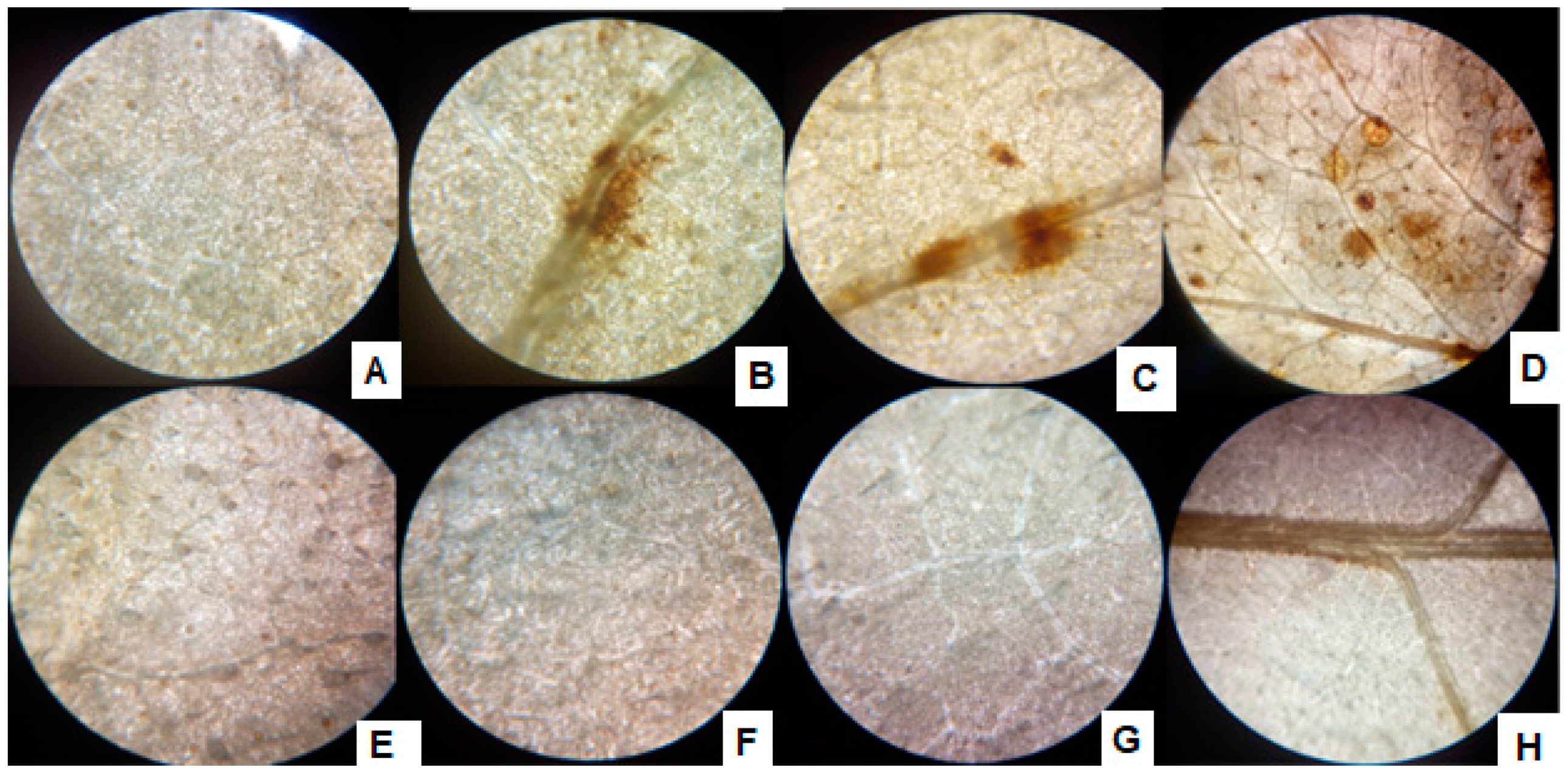 Antioxidants 10 01868 g006