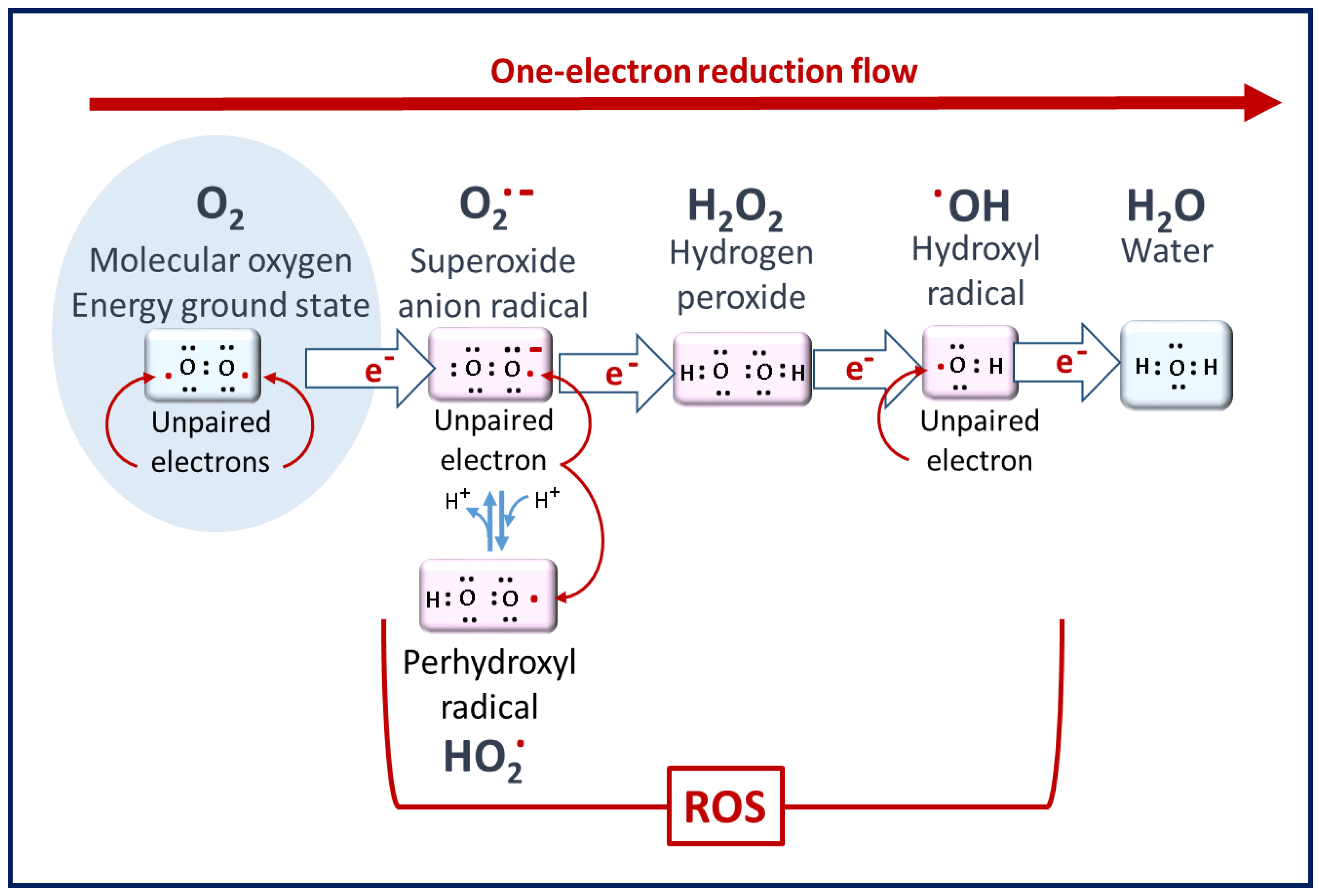 Antioxidants 10 01872 g001 Antioxidants 10 01872 g001