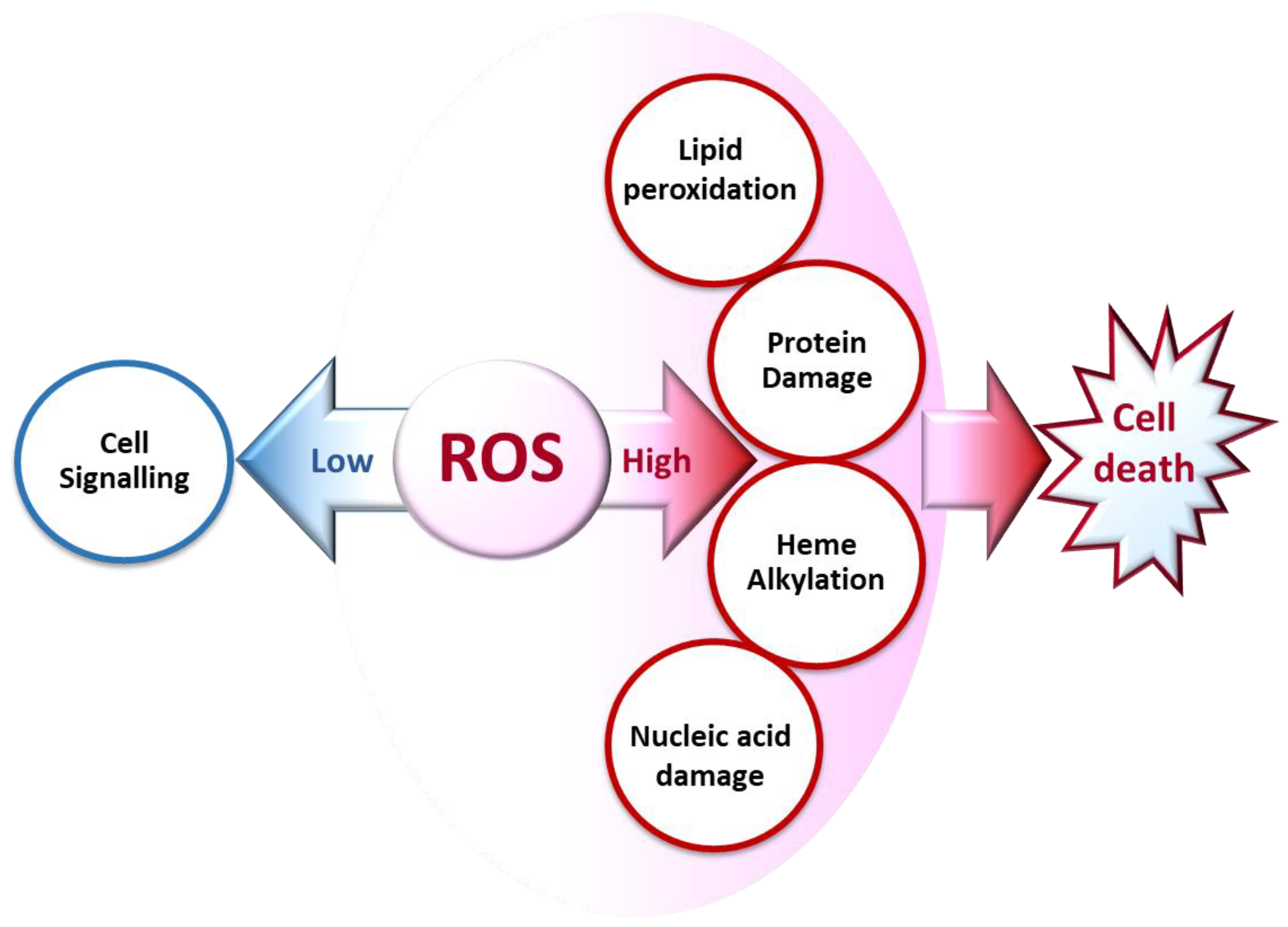 Antioxidants 10 01872 g002 Antioxidants 10 01872 g002
