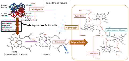 Antioxidants 10 01872 g007
