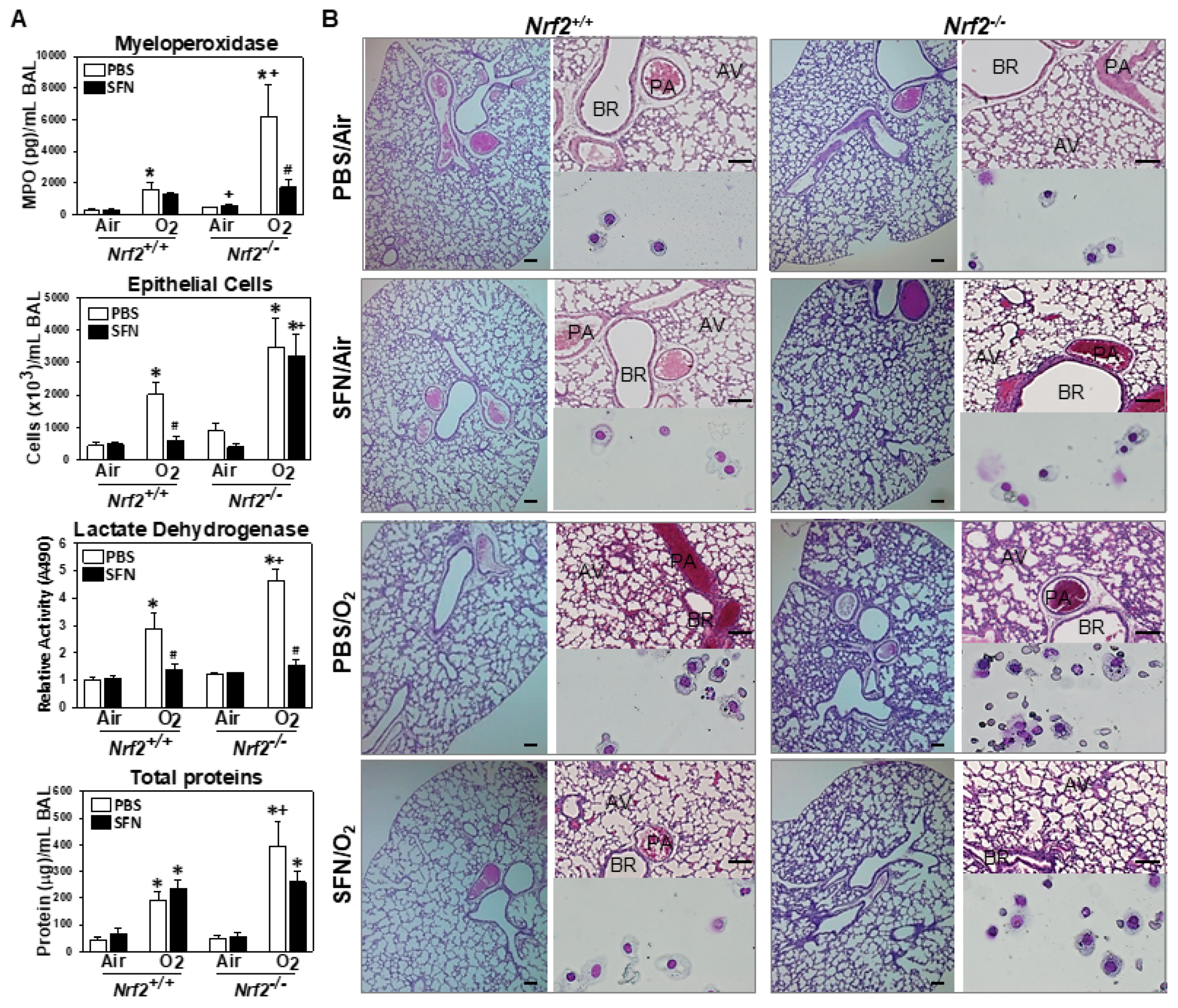 Antioxidants 10 01874 g005