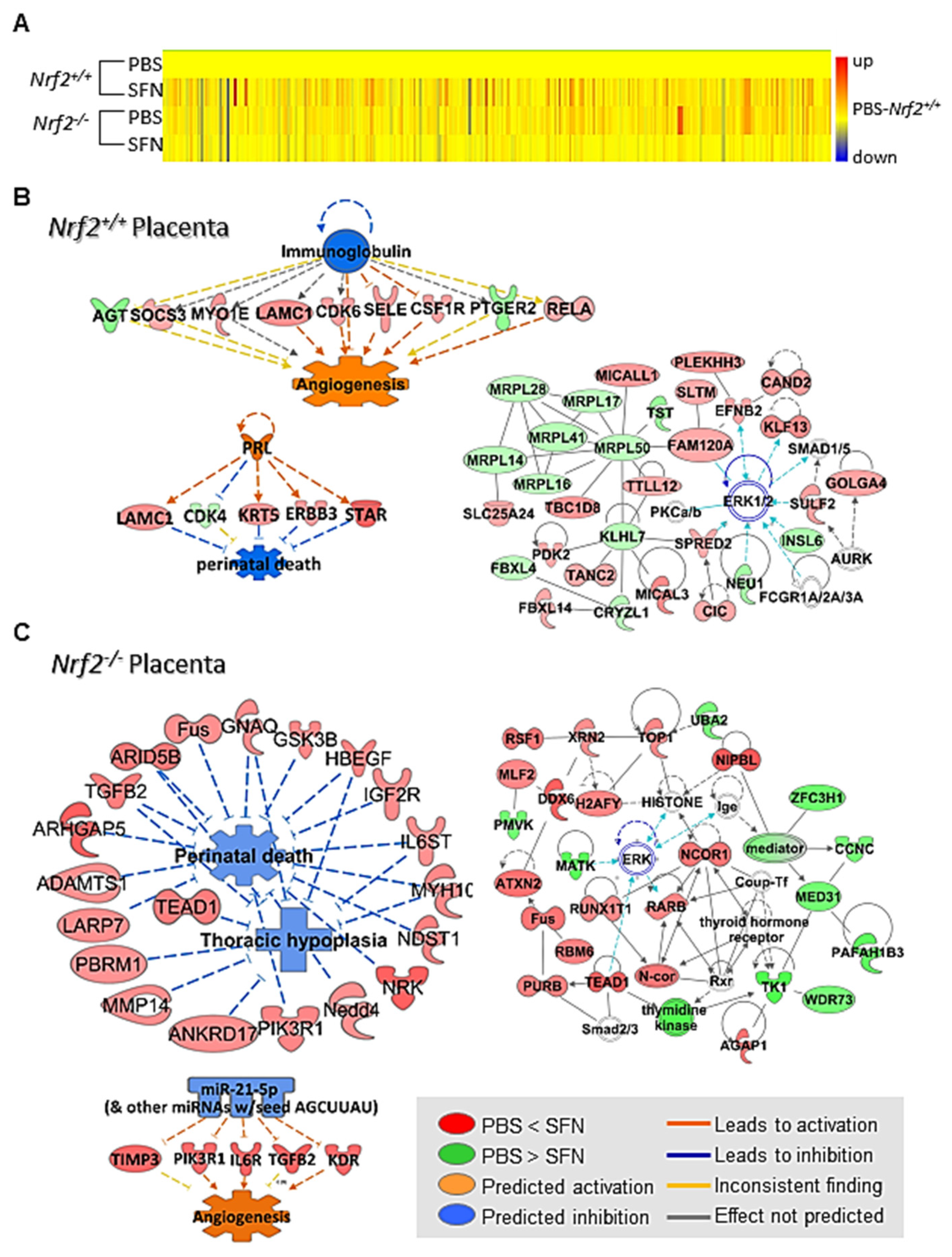 Antioxidants 10 01874 g009