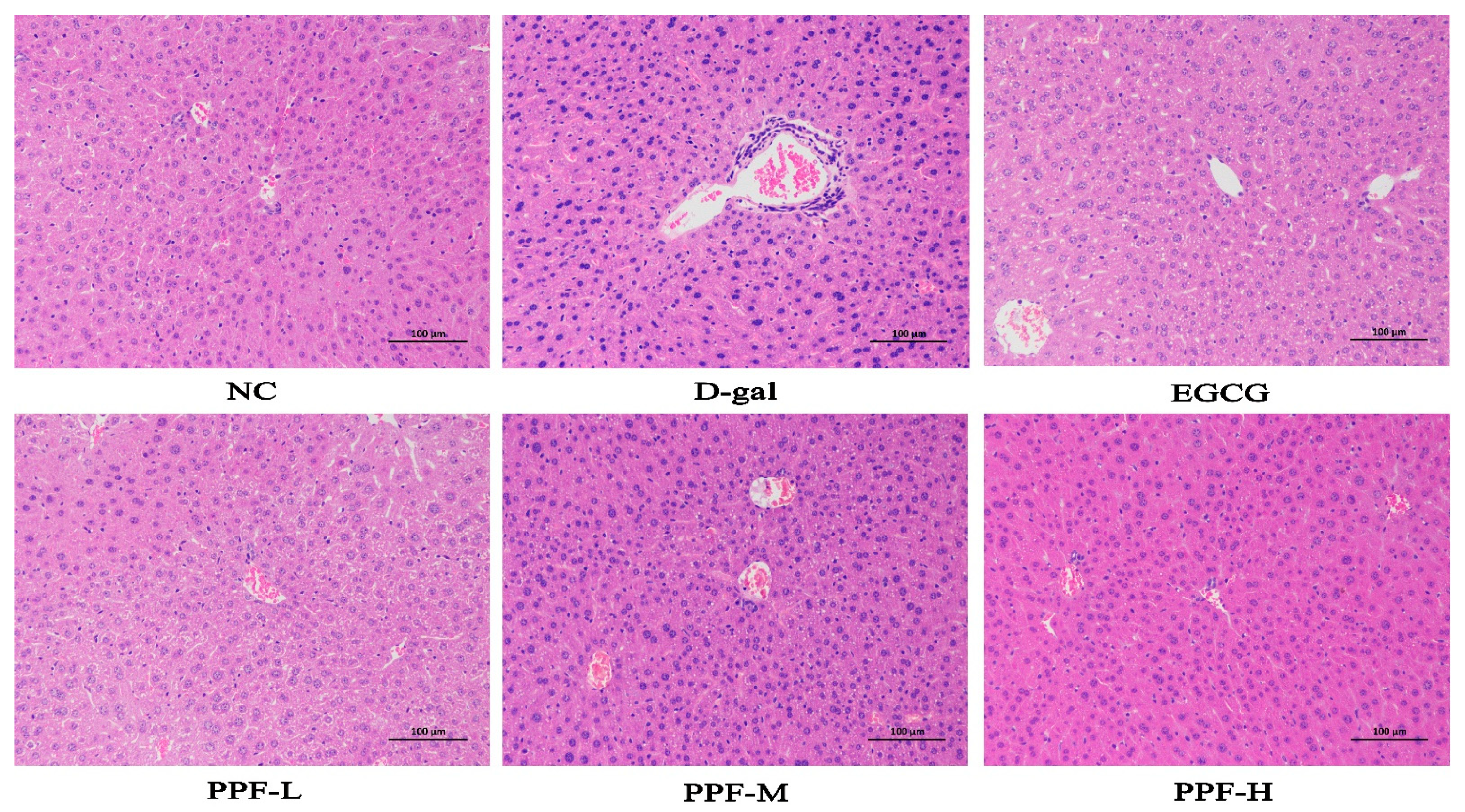 Antioxidants 10 01889 g001