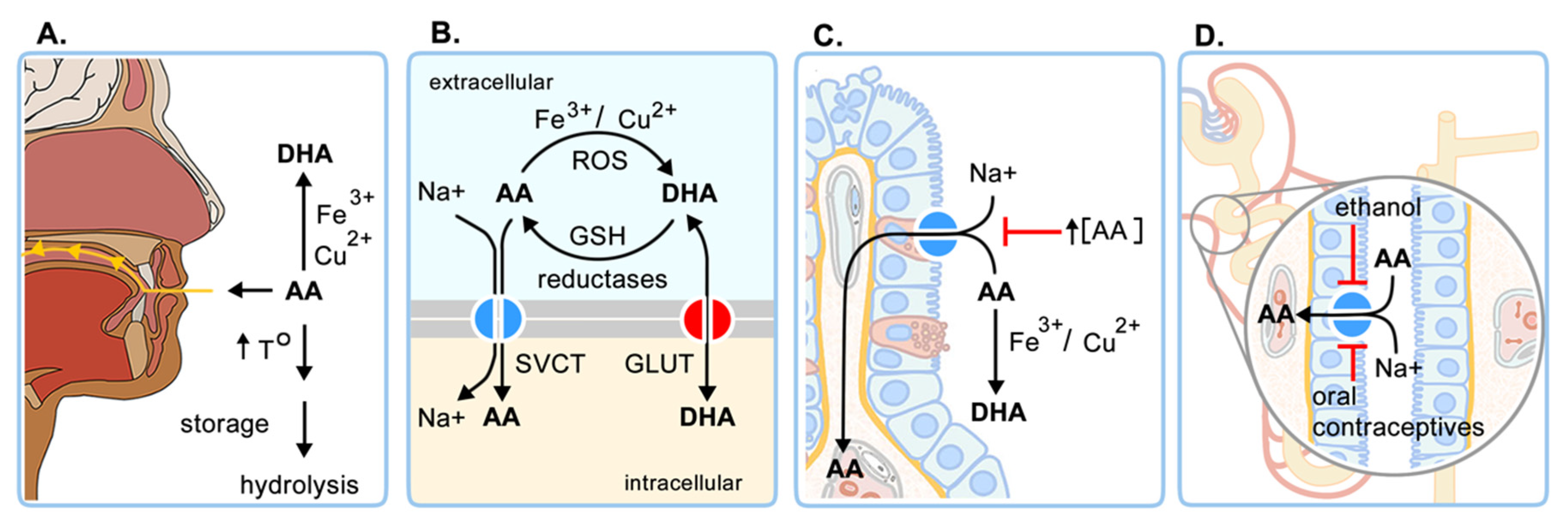 Antioxidants 10 01894 g002