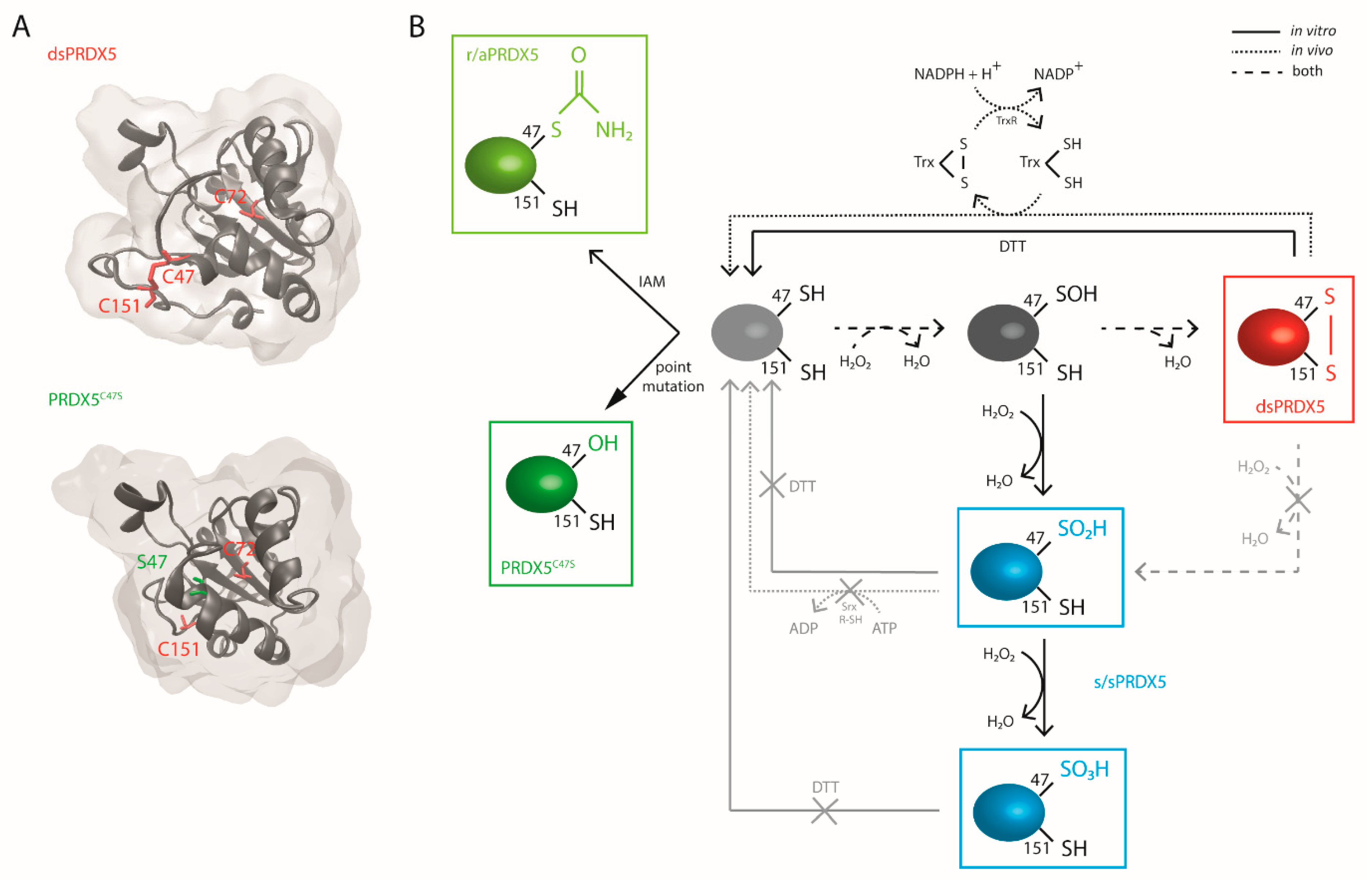 Antioxidants 10 01902 g001