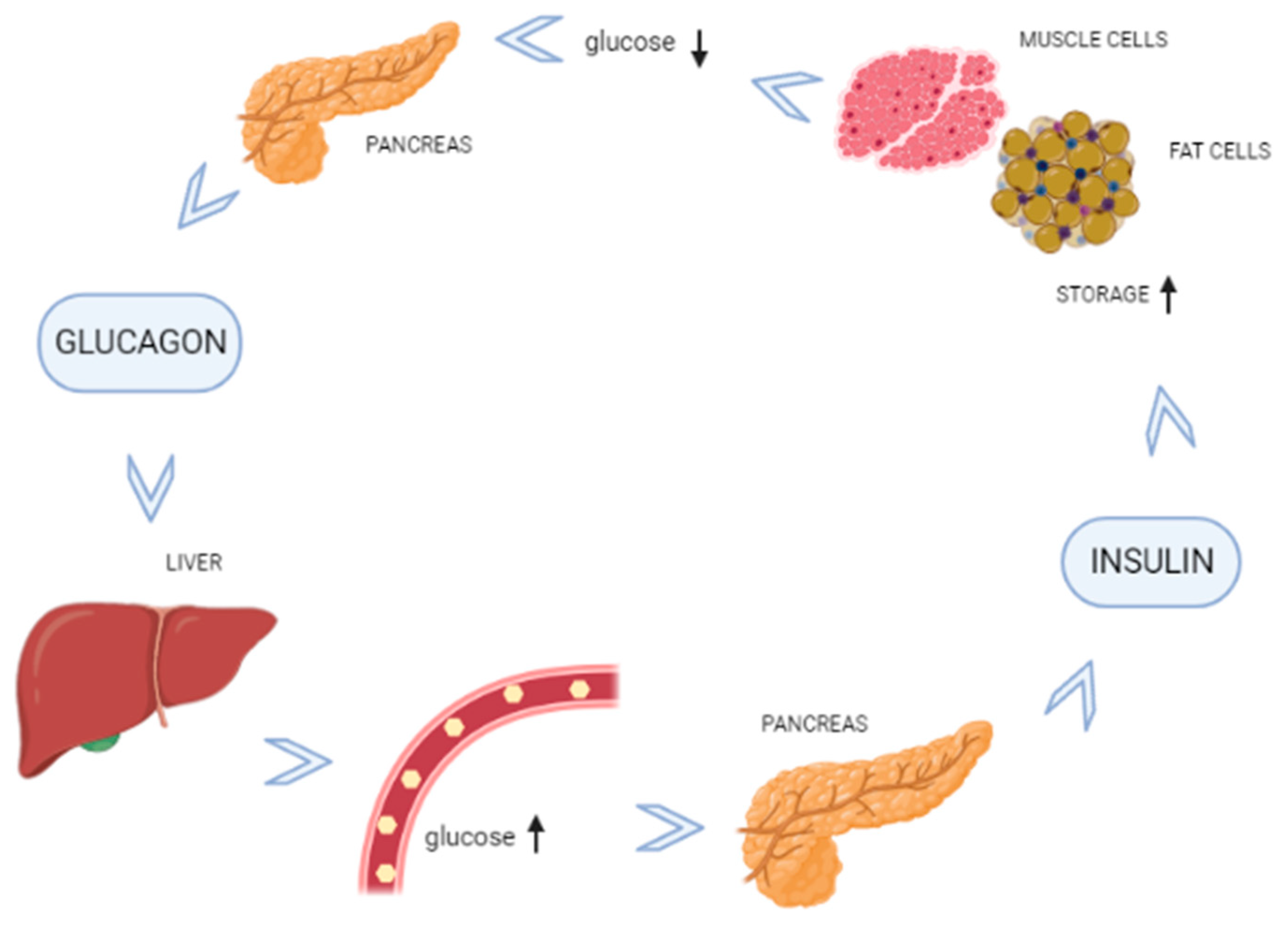 Antioxidants 10 01903 g001 Antioxidants 10 01903 g001