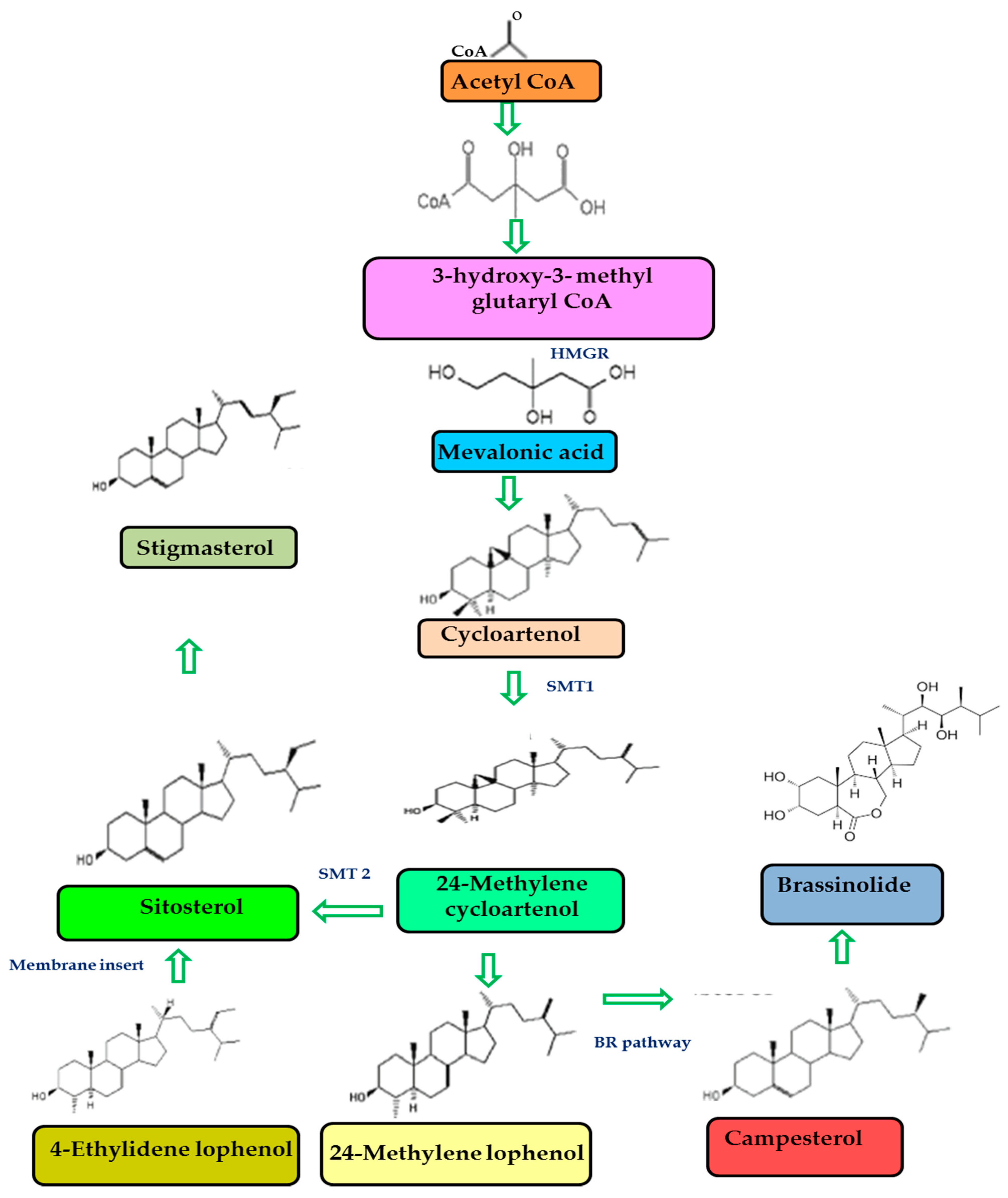 Antioxidants 10 01903 g003 Antioxidants 10 01903 g003