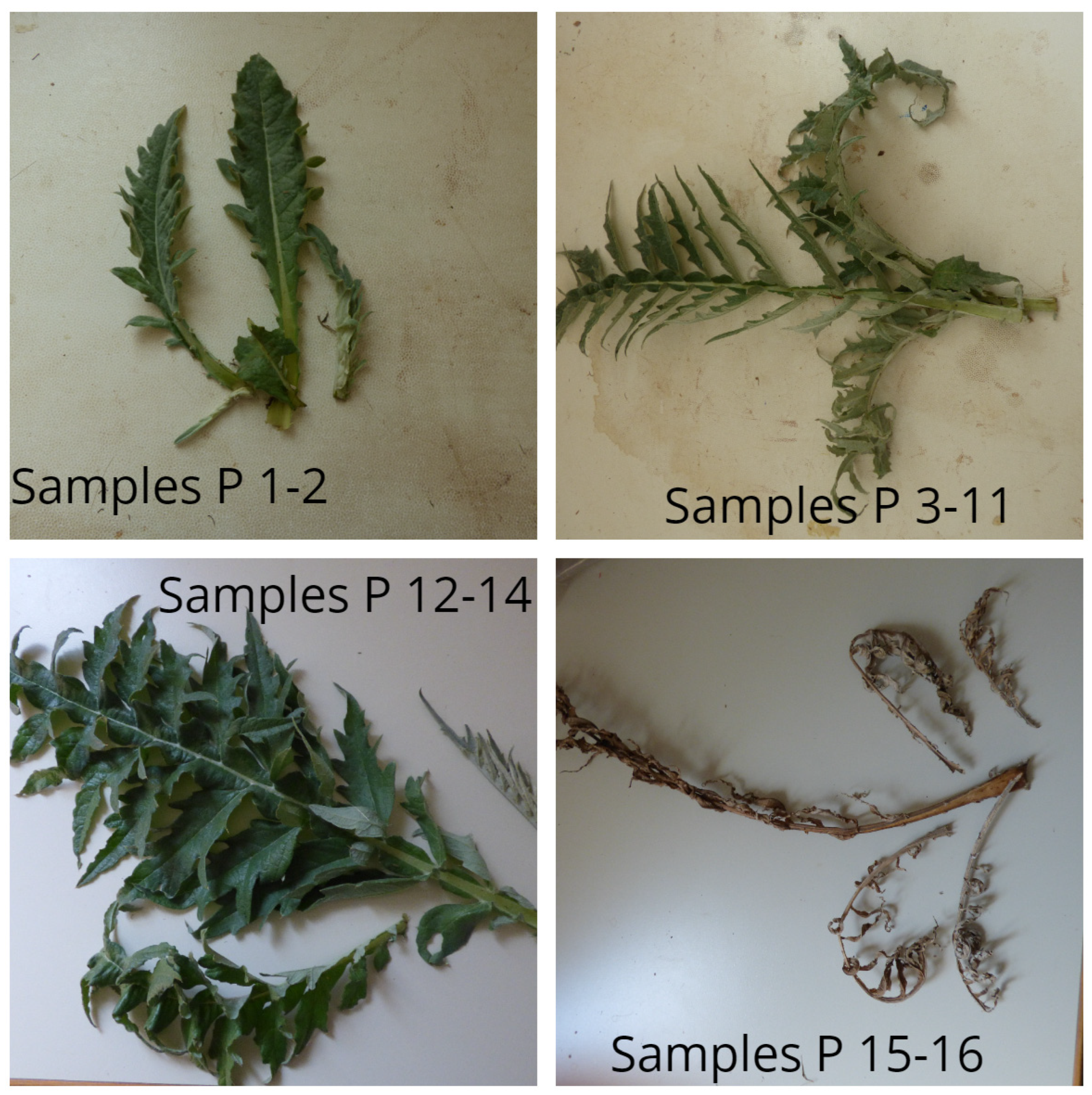 Antioxidants 10 01907 g001