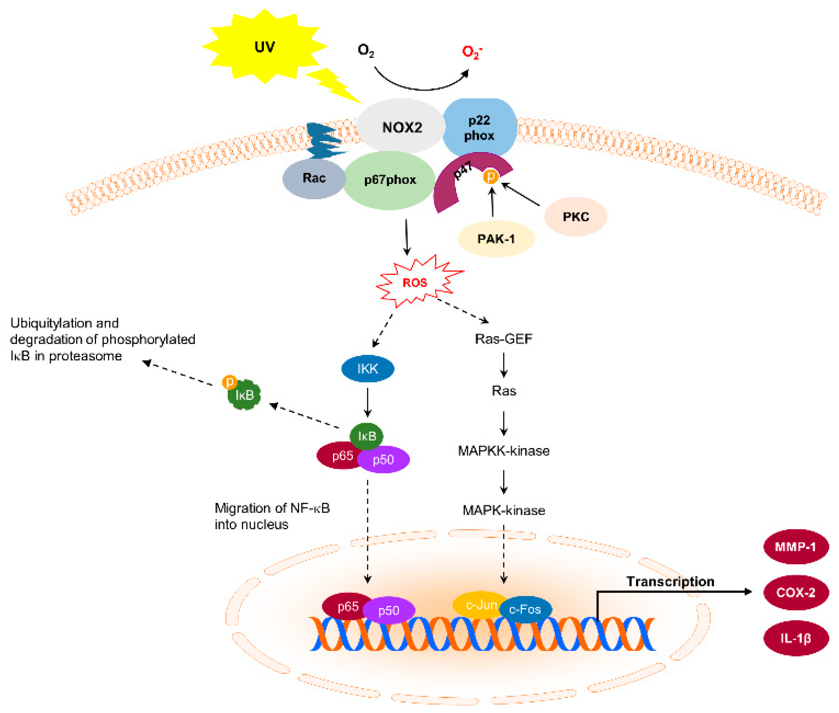 Antioxidants 10 01909 g001