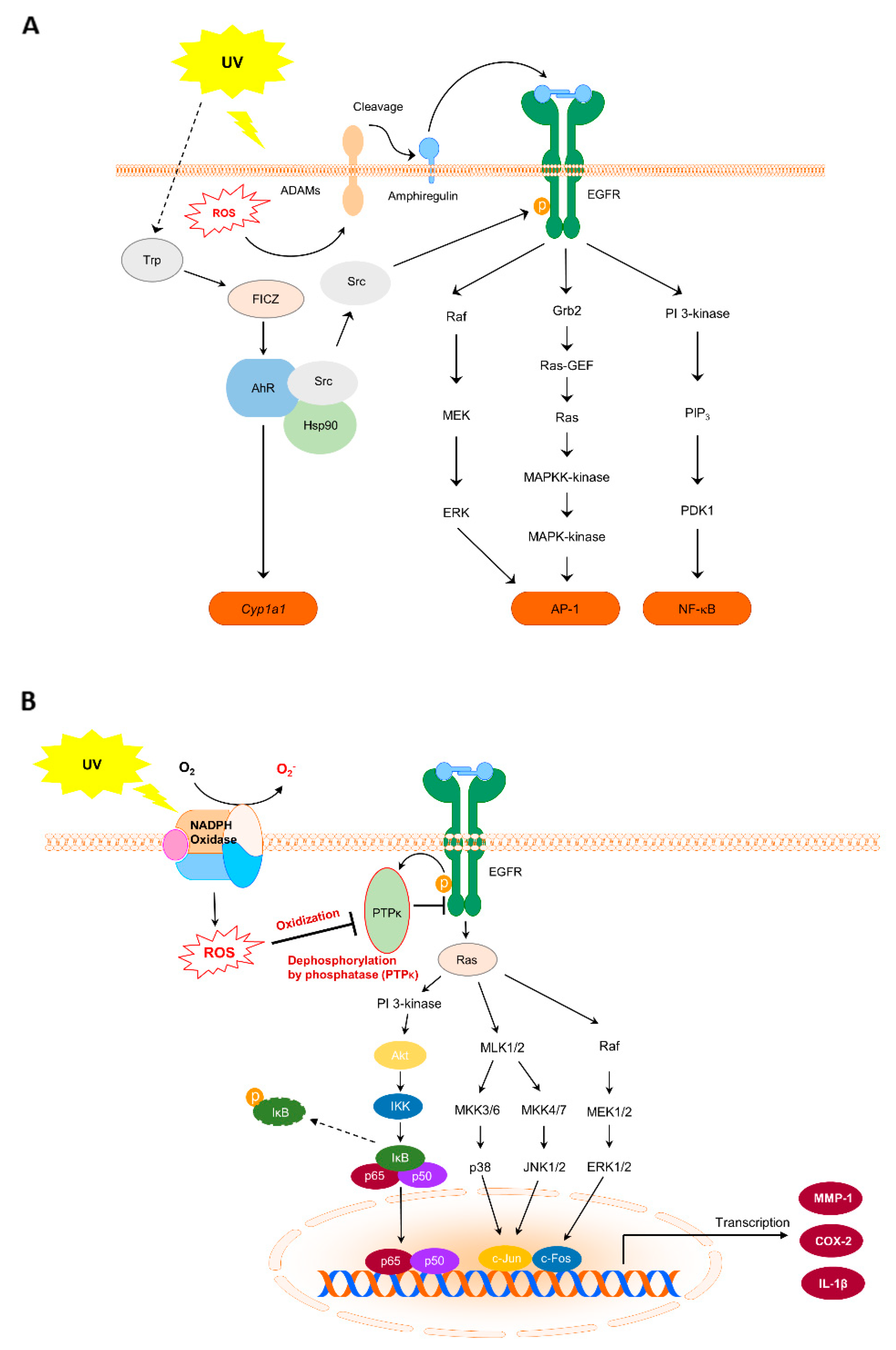Antioxidants 10 01909 g002