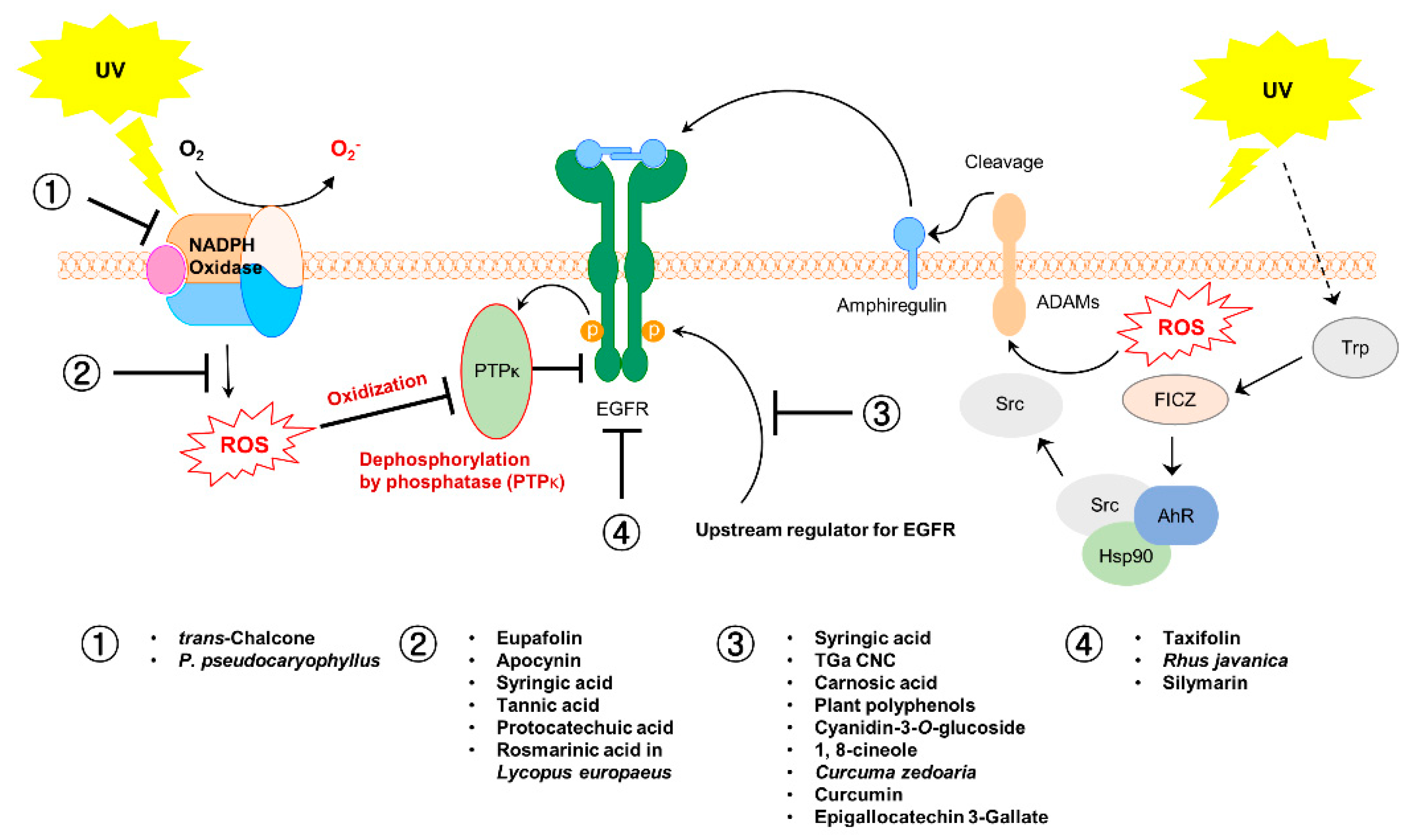 Antioxidants 10 01909 g003