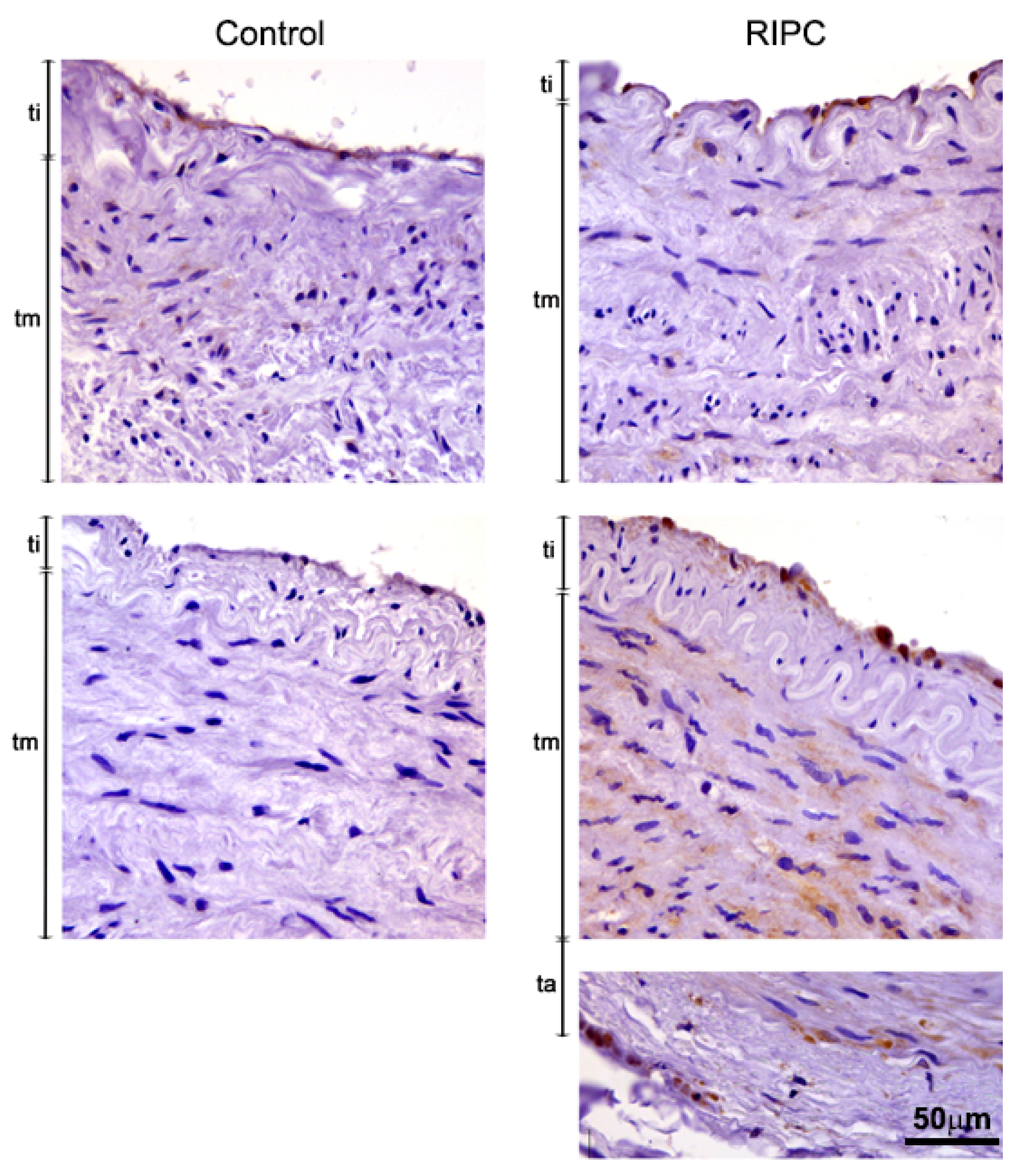 Antioxidants 10 01910 g002