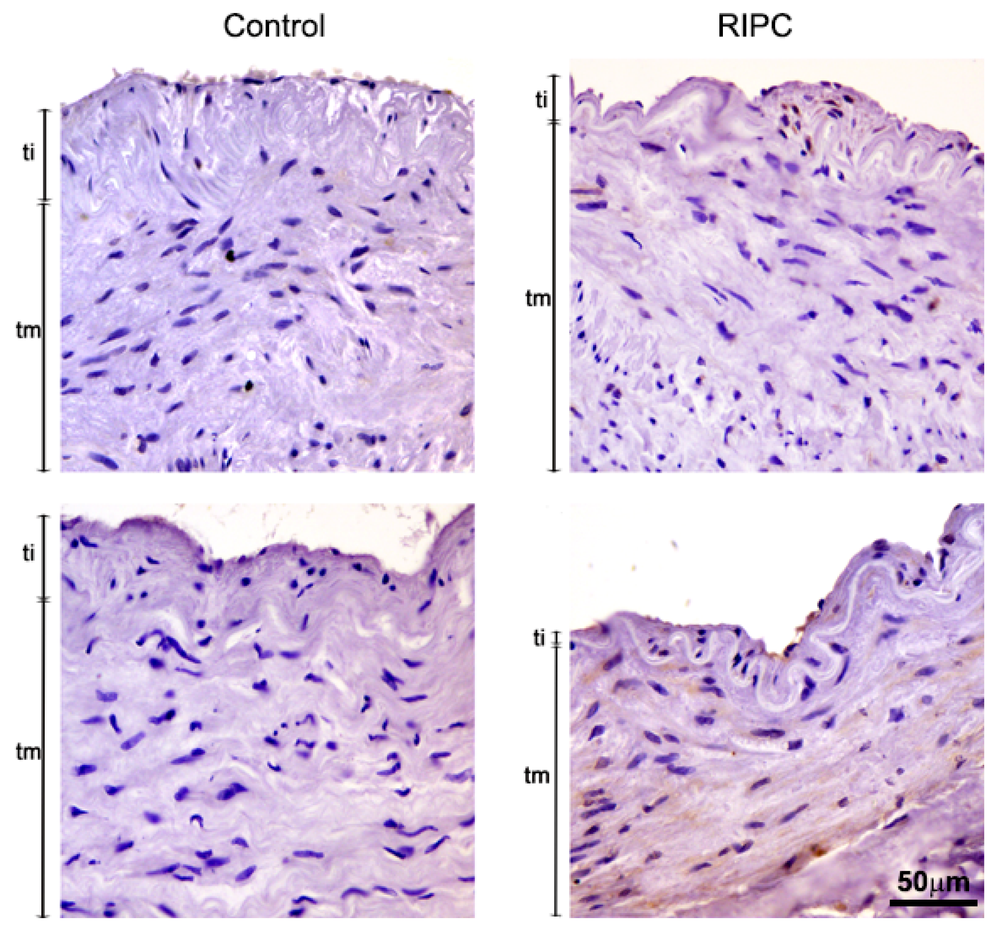 Antioxidants 10 01910 g003