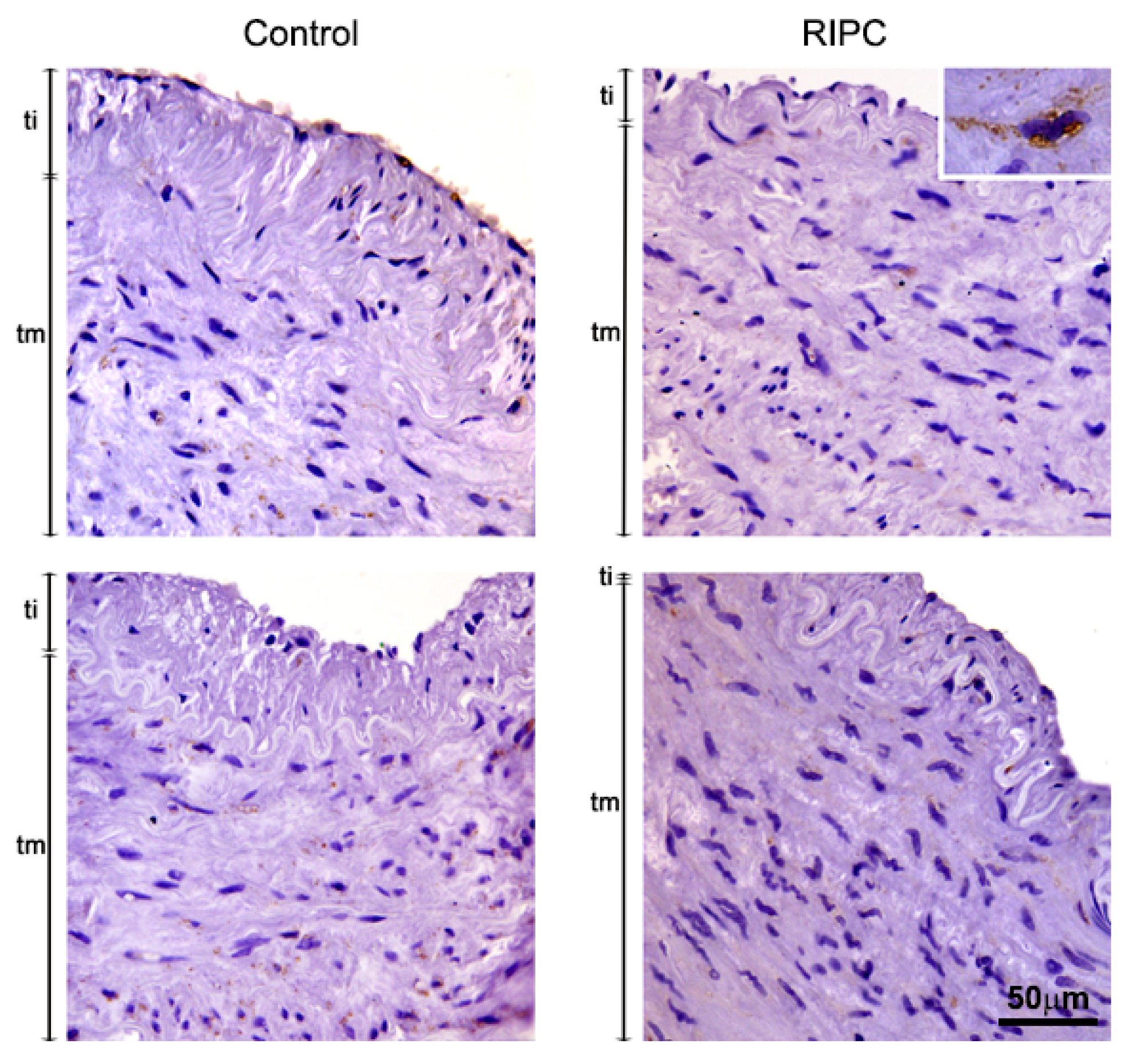 Antioxidants 10 01910 g004