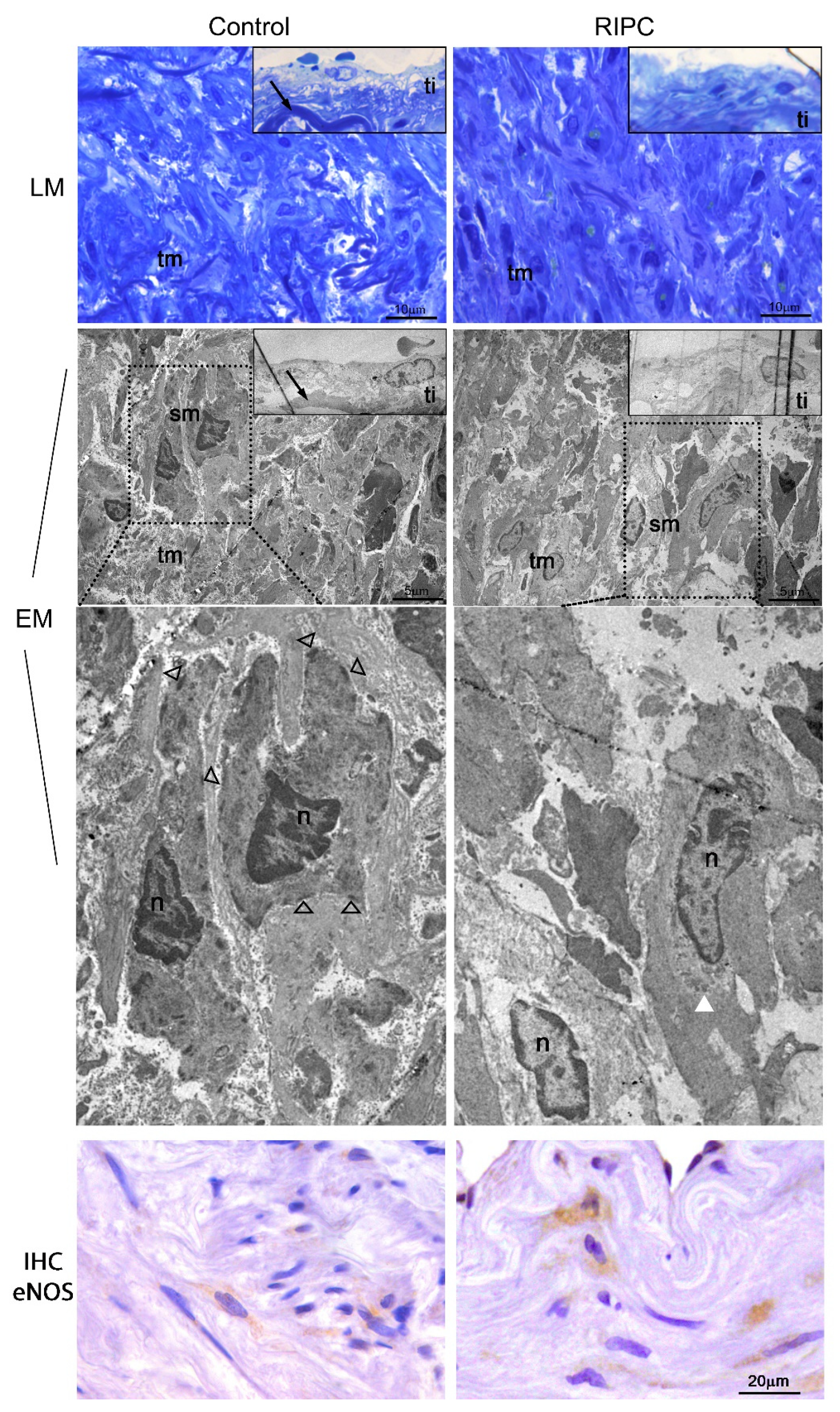 Antioxidants 10 01910 g005