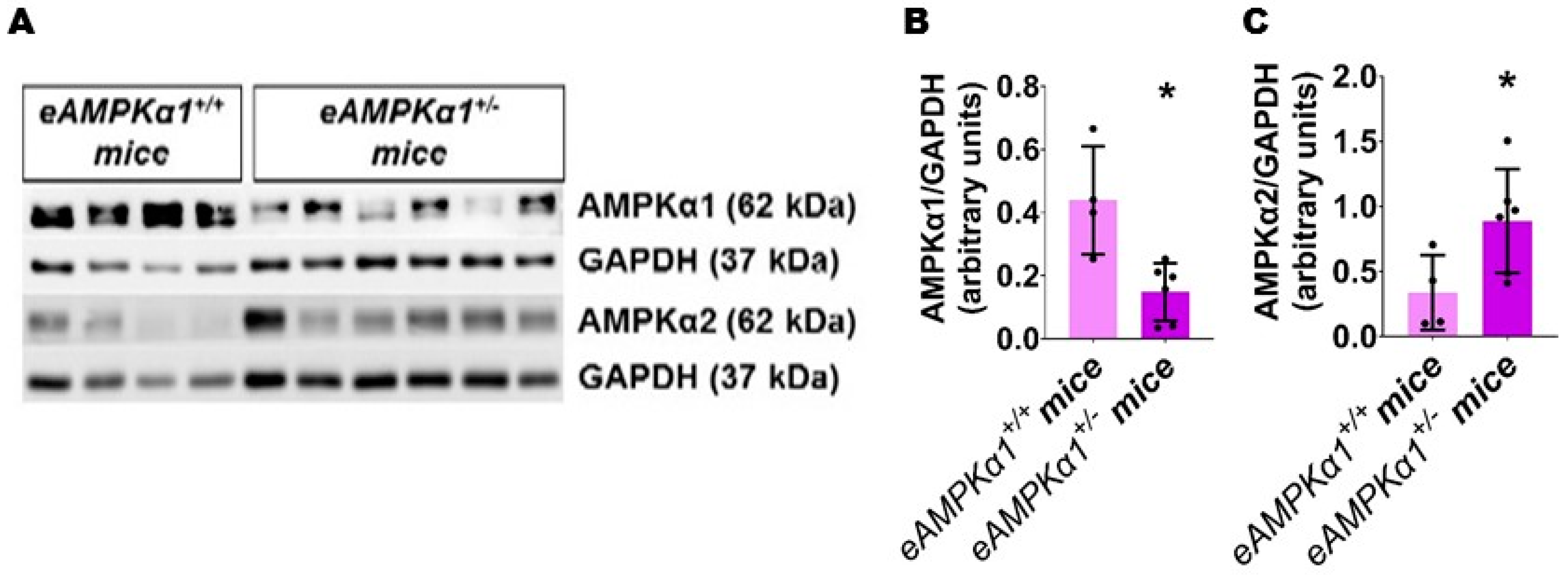 Antioxidants 10 01913 g001