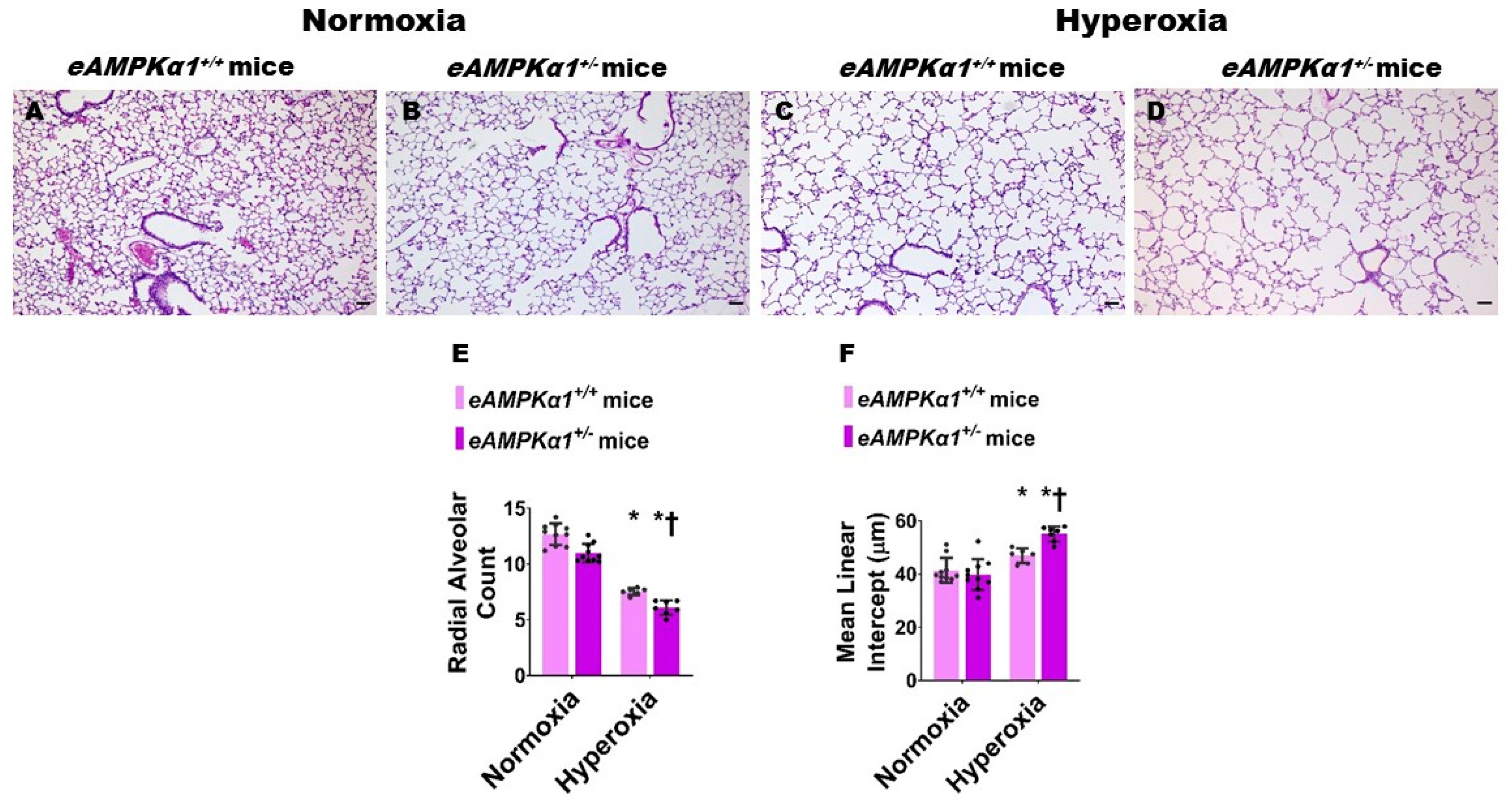 Antioxidants 10 01913 g003