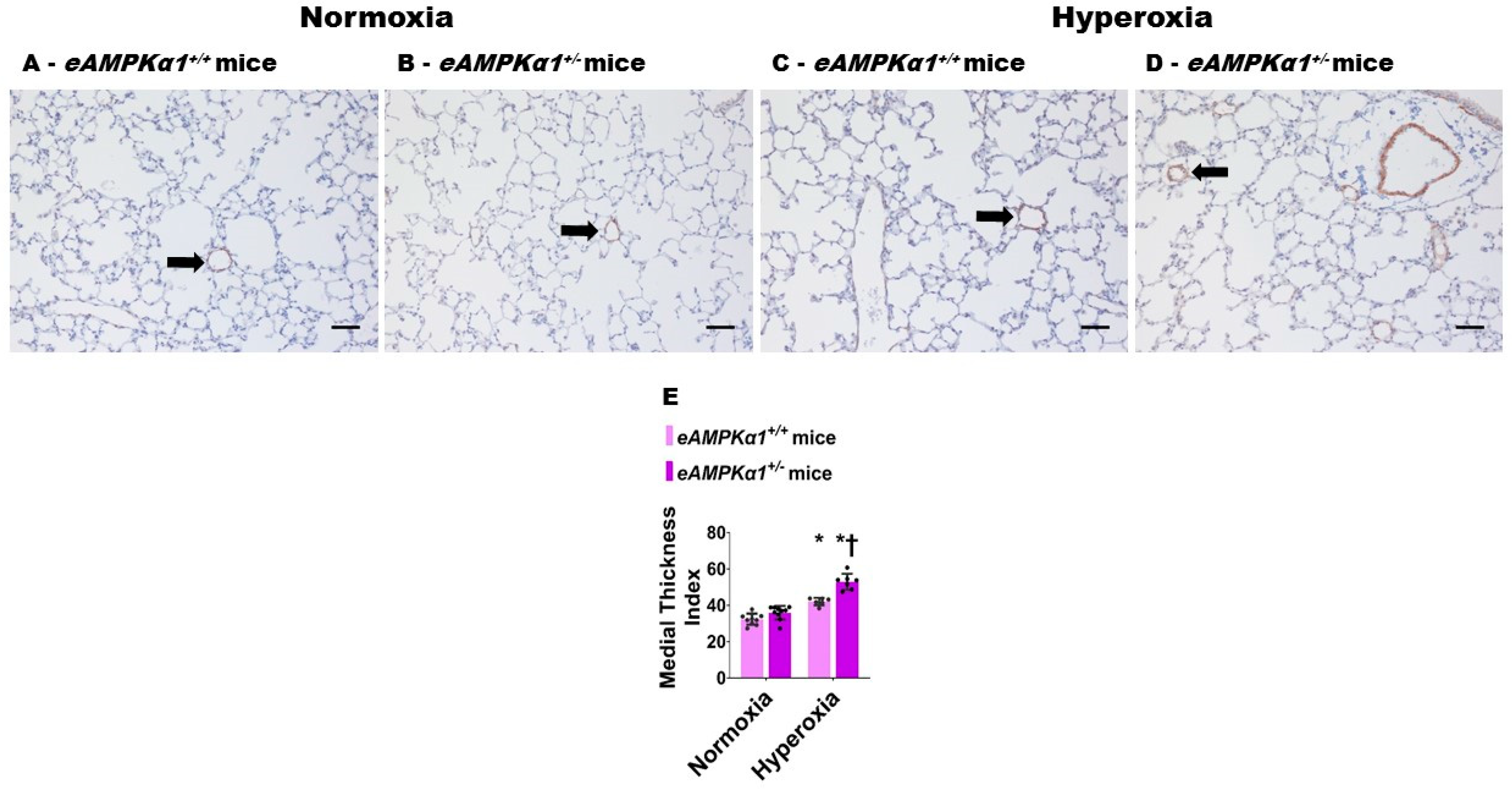 Antioxidants 10 01913 g004