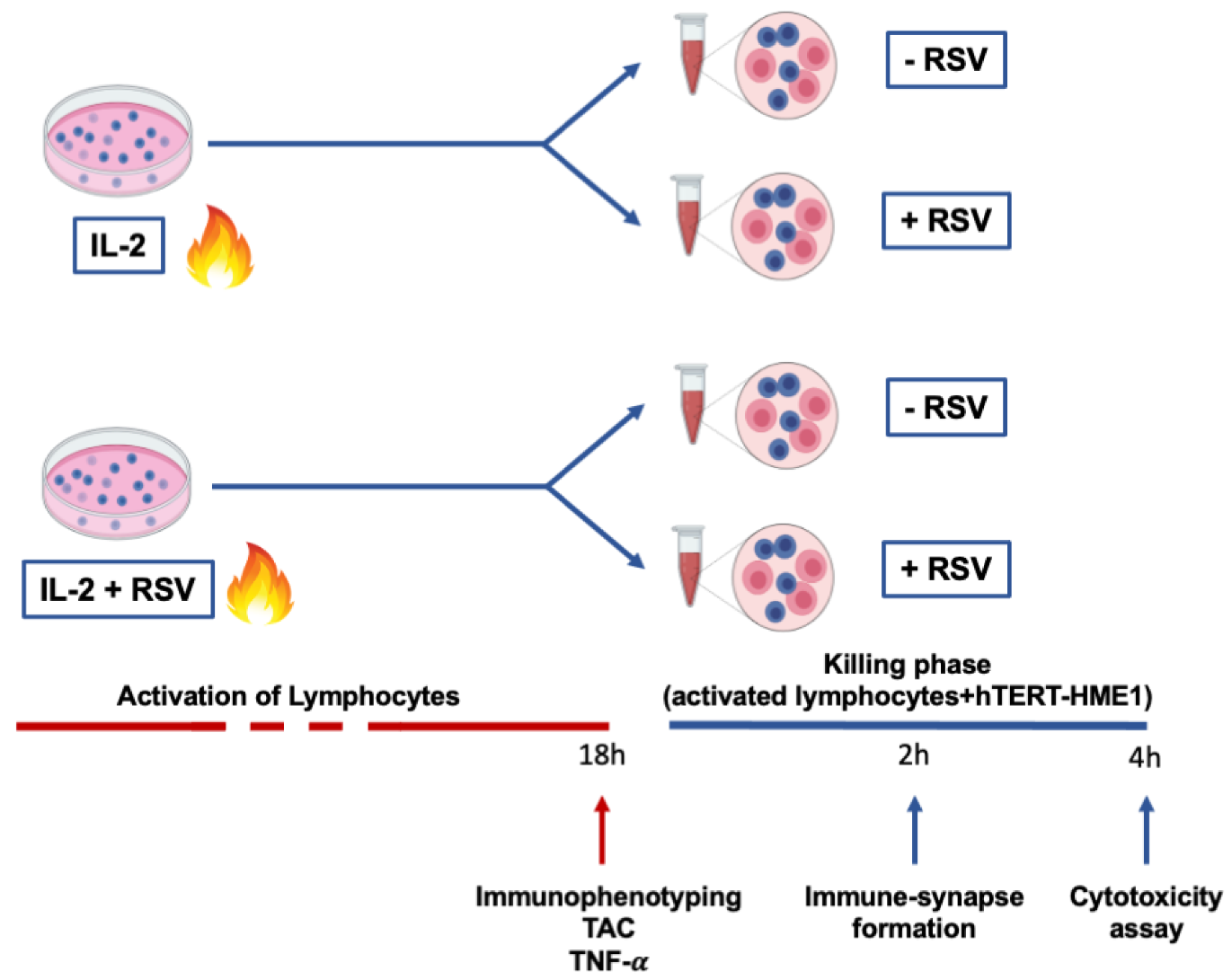 Antioxidants 10 01914 g001