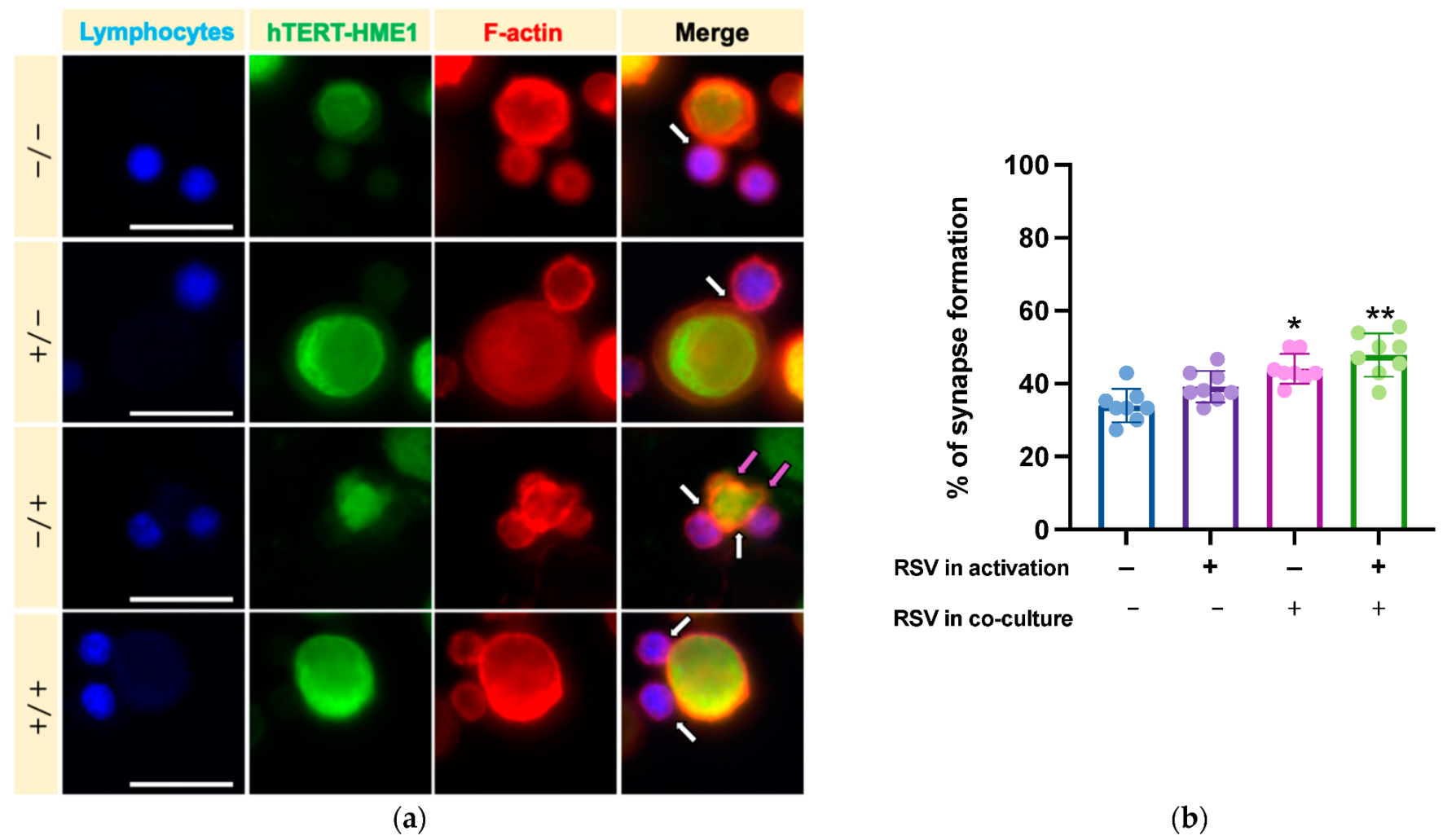 Antioxidants 10 01914 g005