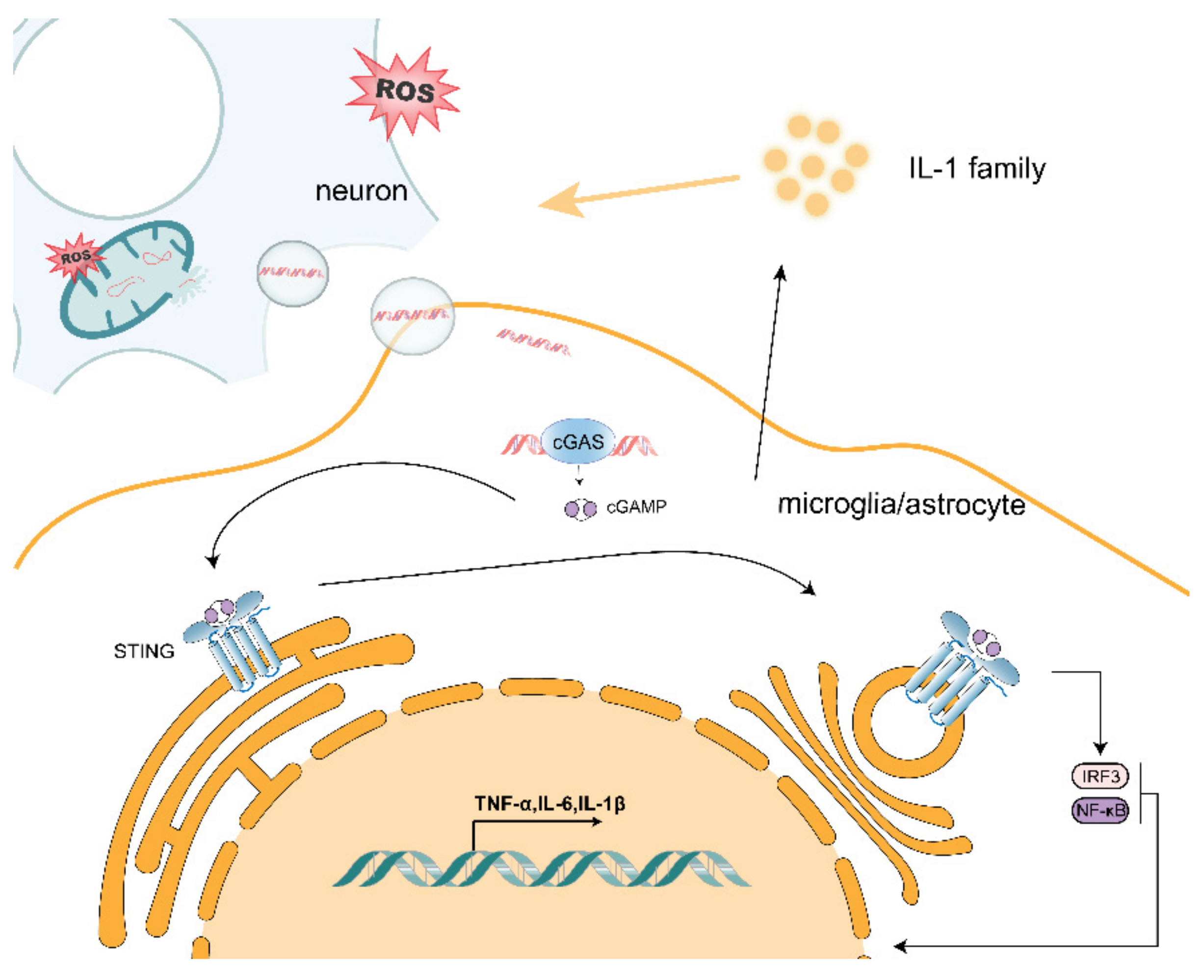 Antioxidants 10 01917 g001