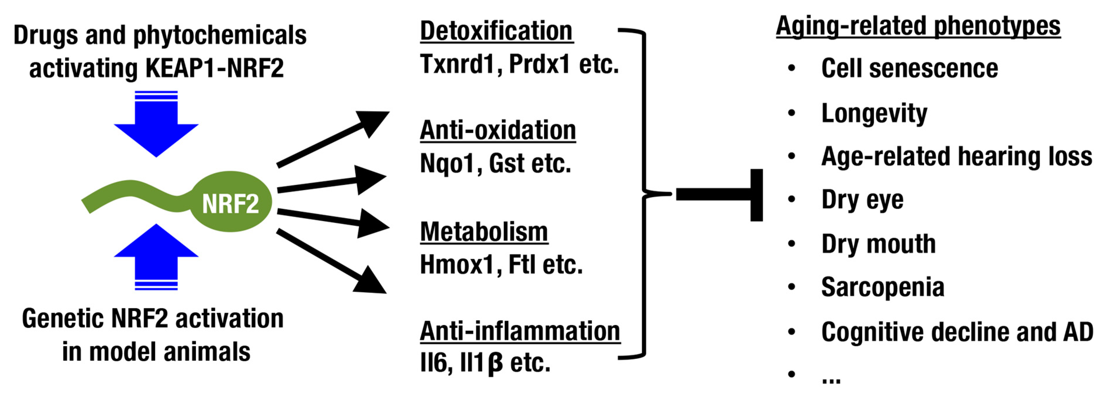Antioxidants 10 01929 g002