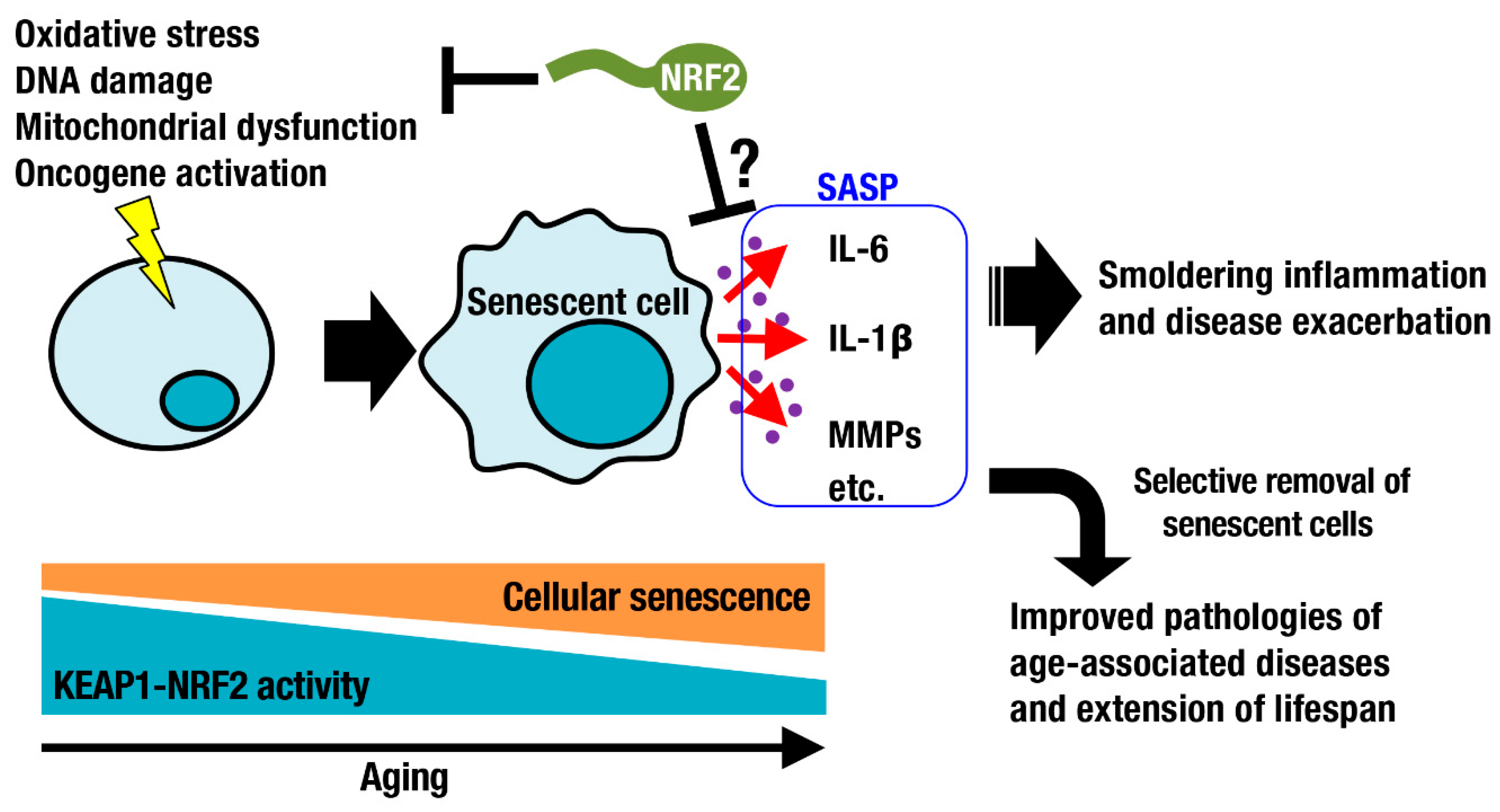 Antioxidants 10 01929 g003