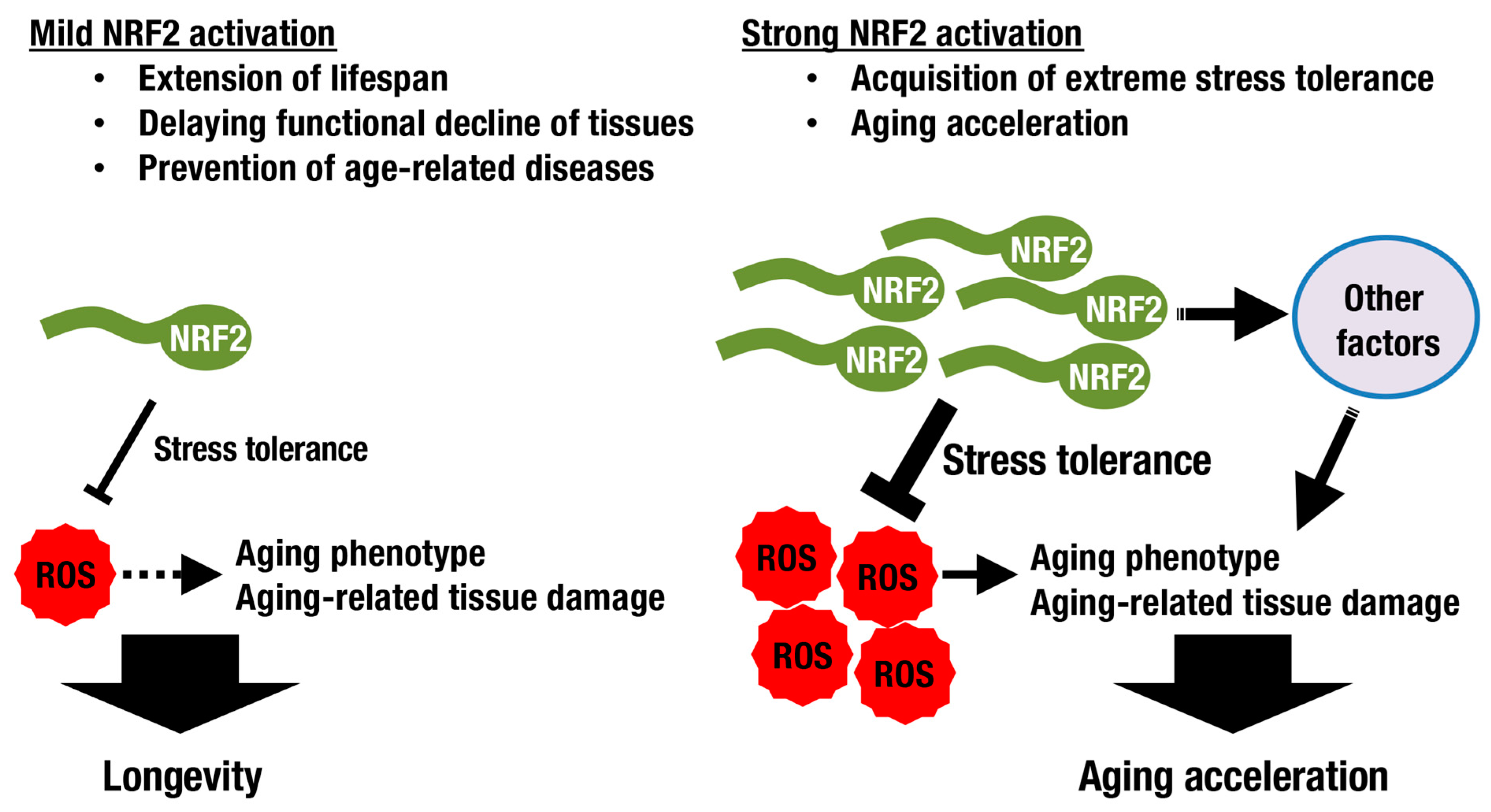 Antioxidants 10 01929 g004
