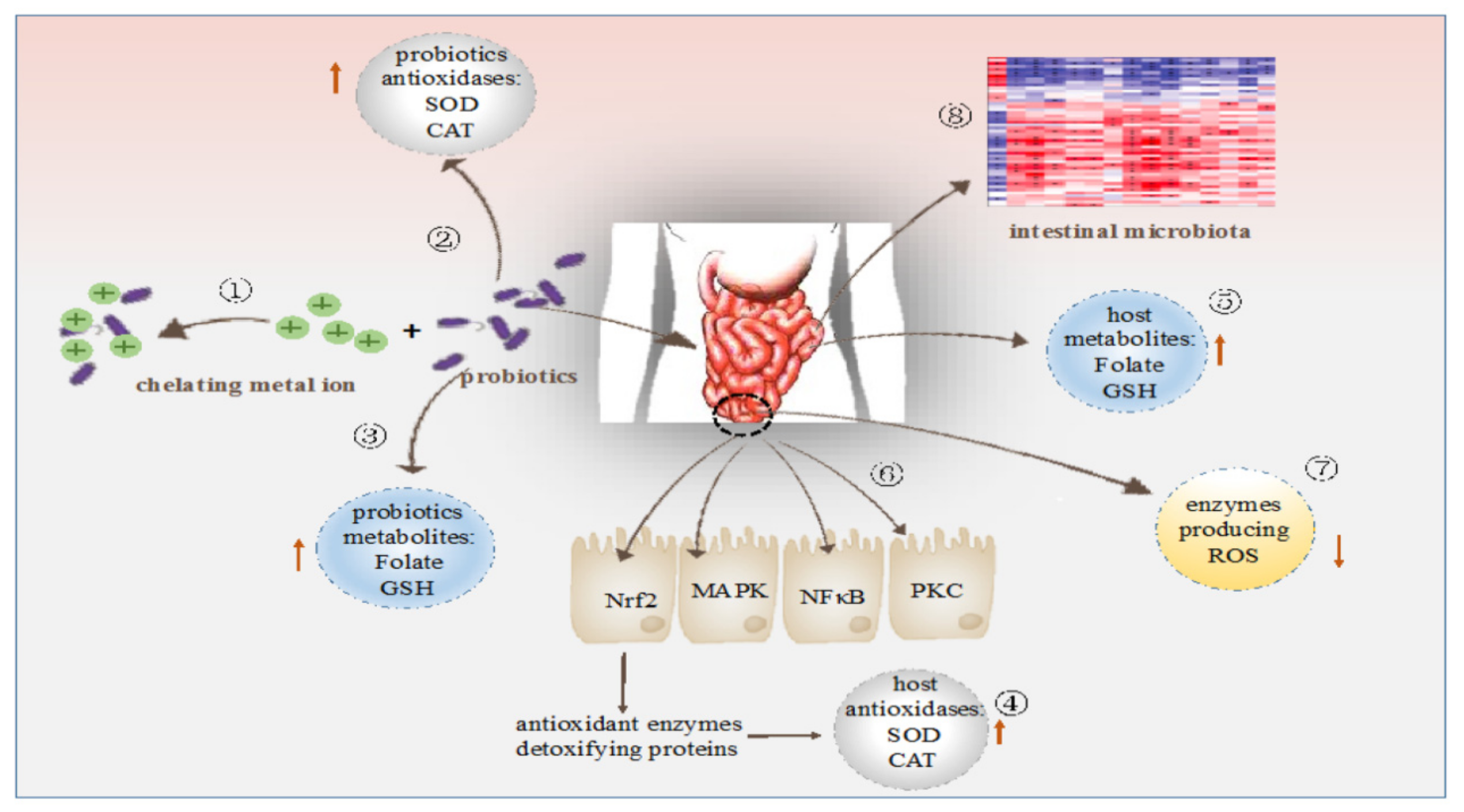Antioxidants 10 01930 g002 Antioxidants 10 01930 g002